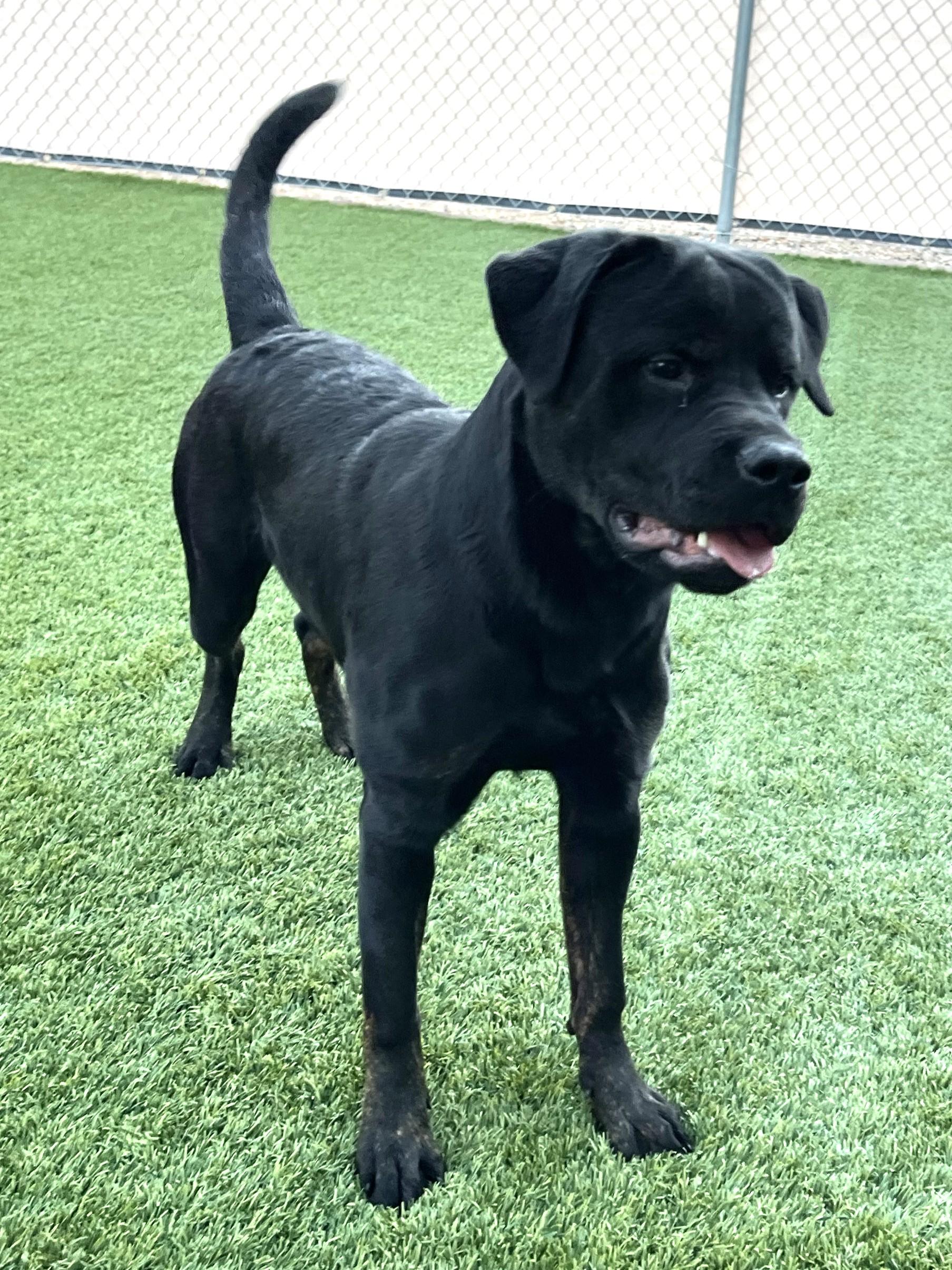 Shiloh, an adopted mixed breed in Mesquite, NV image 3/3