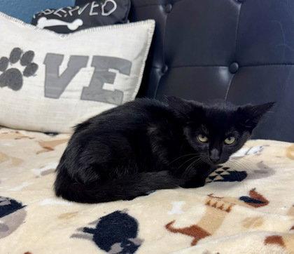 Sassy Passy, Adoptable, Young Female Domestic Short Hair.