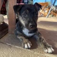 Enlarge Atlas, a Adoptable mixed breed in Cypress, TX image 3/6