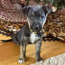 Enlarge Atlas, a Adoptable mixed breed in Cypress, TX image 5/6