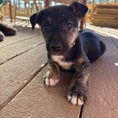 Enlarge Atlas, a Adoptable mixed breed in Cypress, TX image 4/6