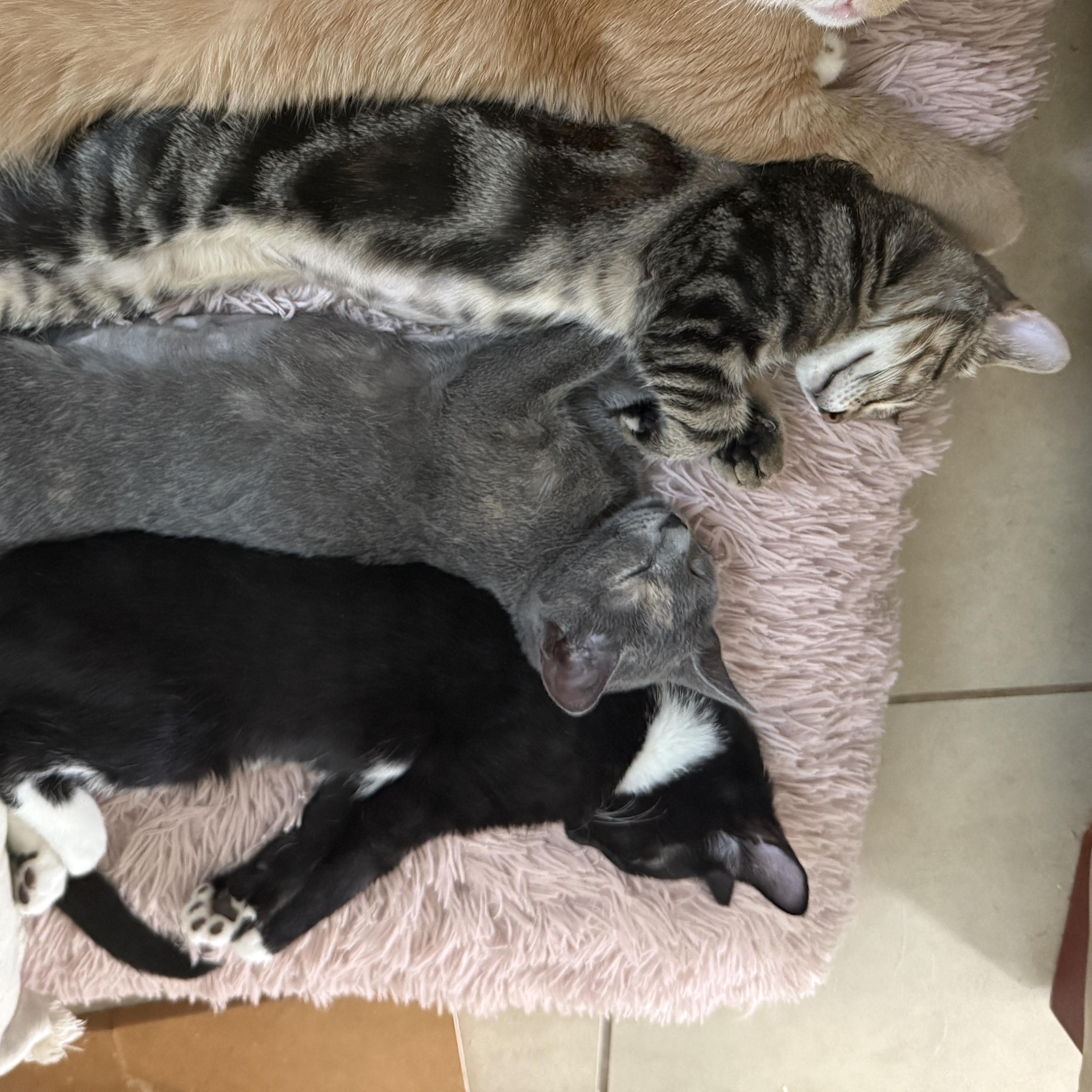 Enlarge Leo, a Adoptable Tabby in New Smyrna Beach, FL image 6/6