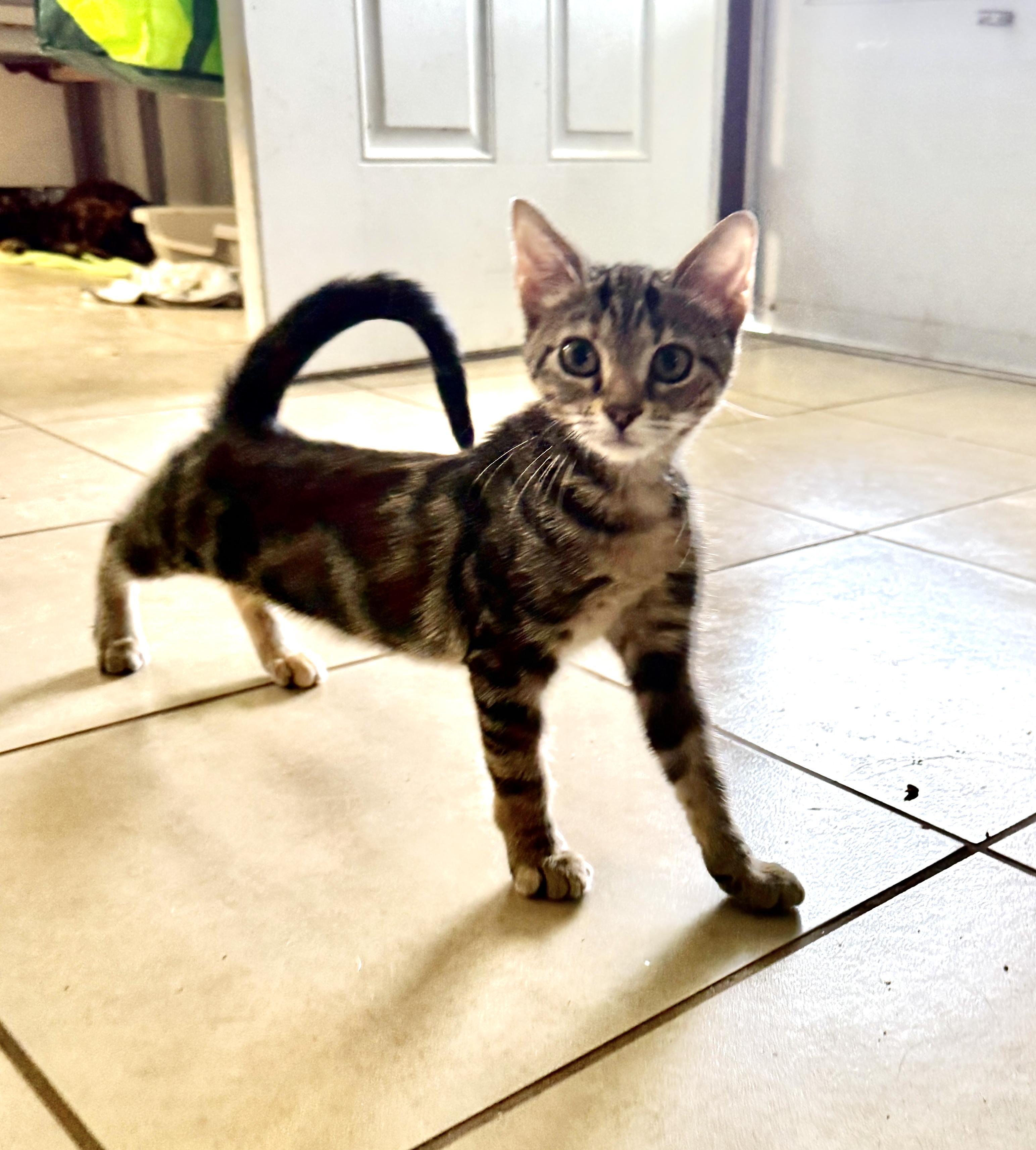 Enlarge Leo, a Adoptable Tabby in New Smyrna Beach, FL image 5/6