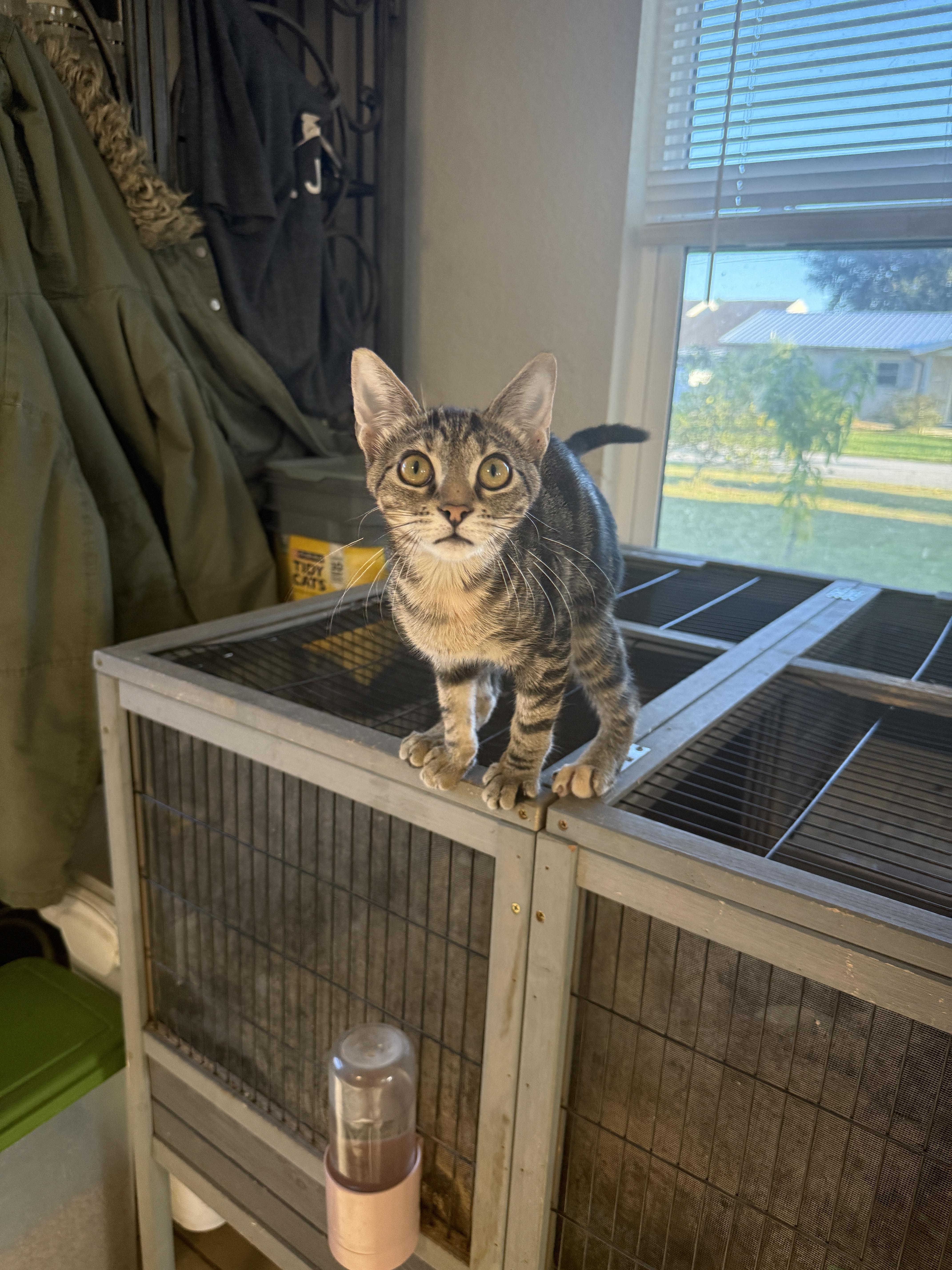 Enlarge Leo, a Adoptable Tabby in New Smyrna Beach, FL image 2/6