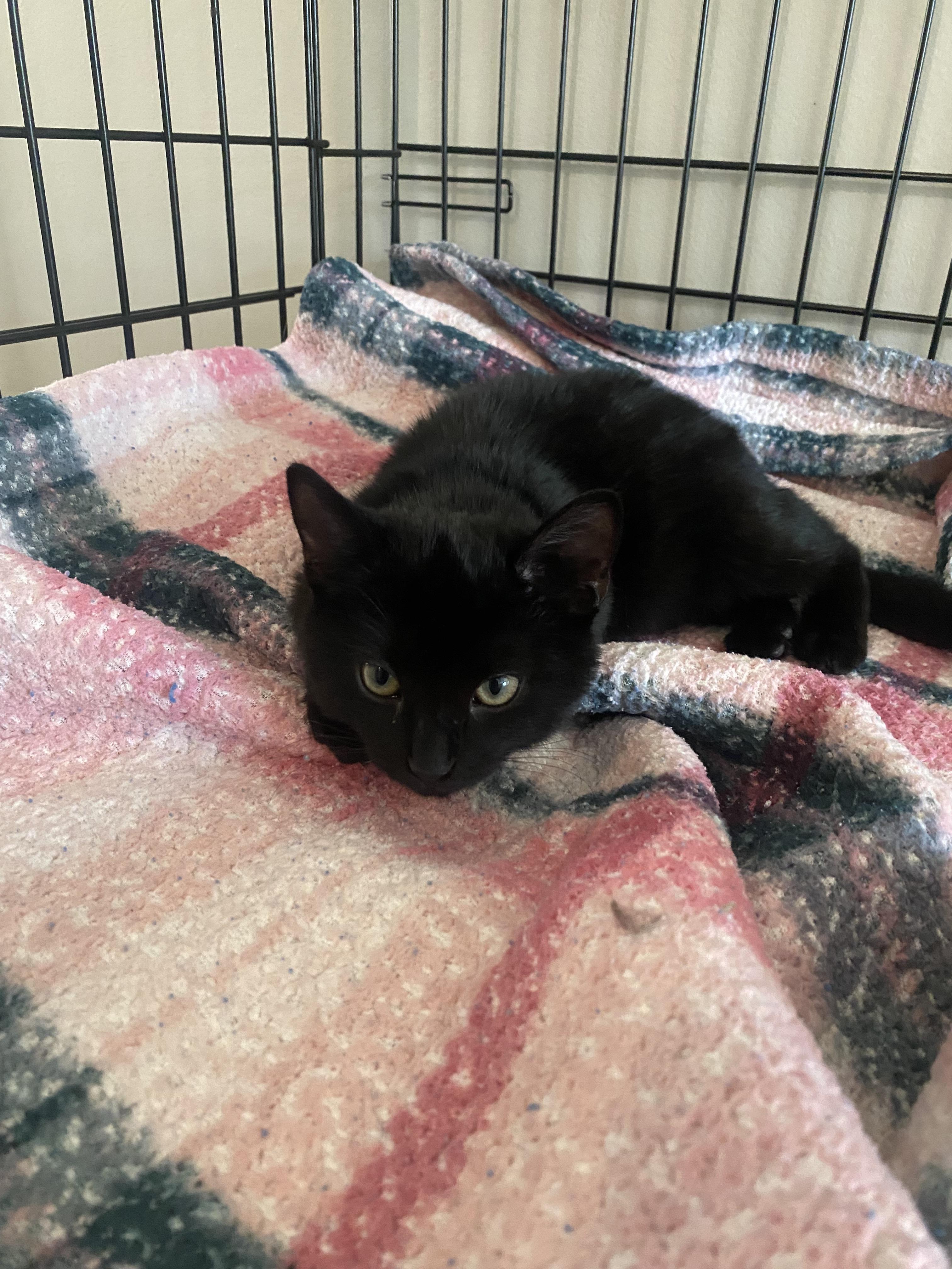 Enlarge Suri, a Adoptable mixed breed in Pinson, AL image 3/6