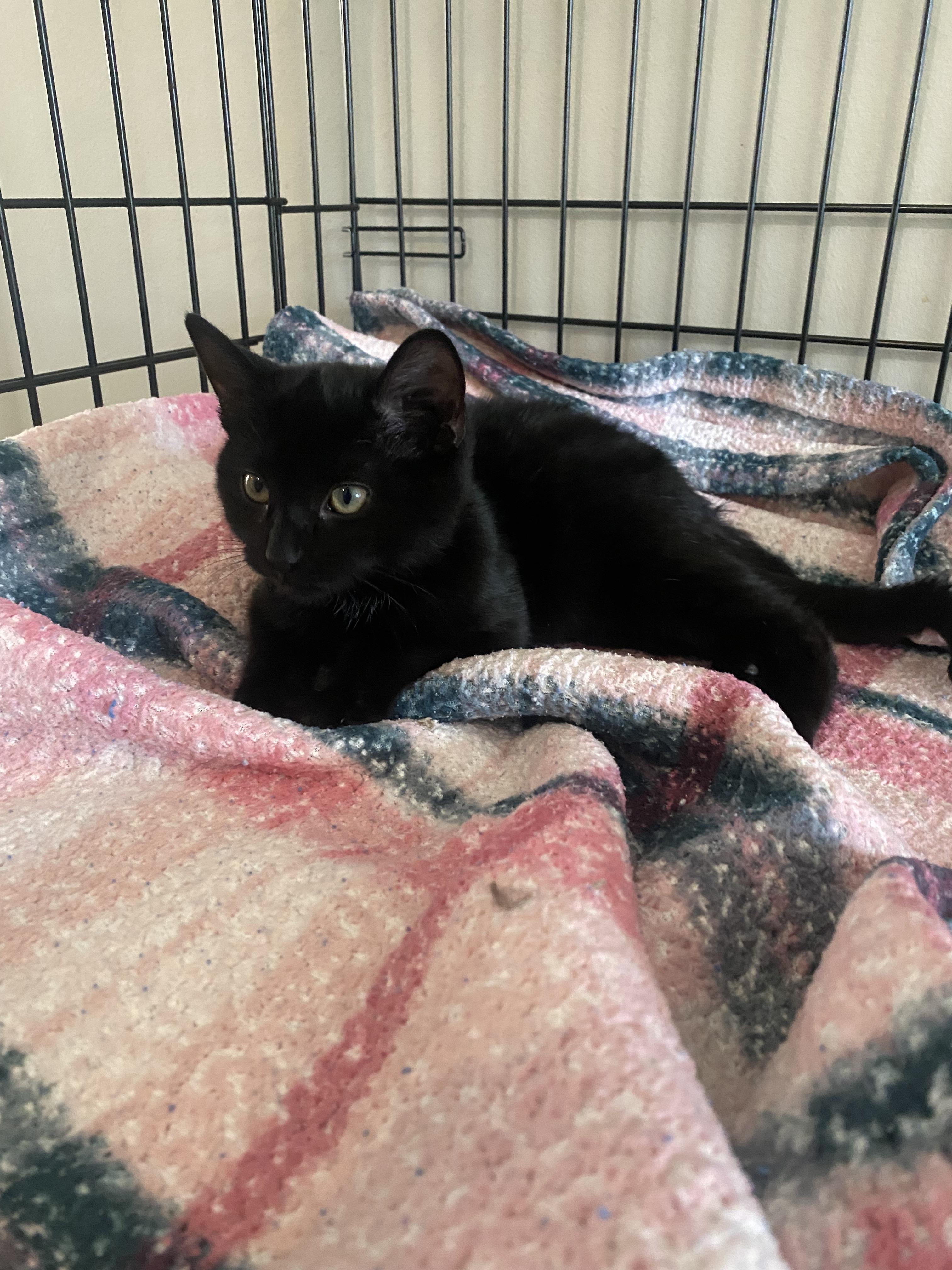 Enlarge Suri, a Adoptable mixed breed in Pinson, AL image 6/6