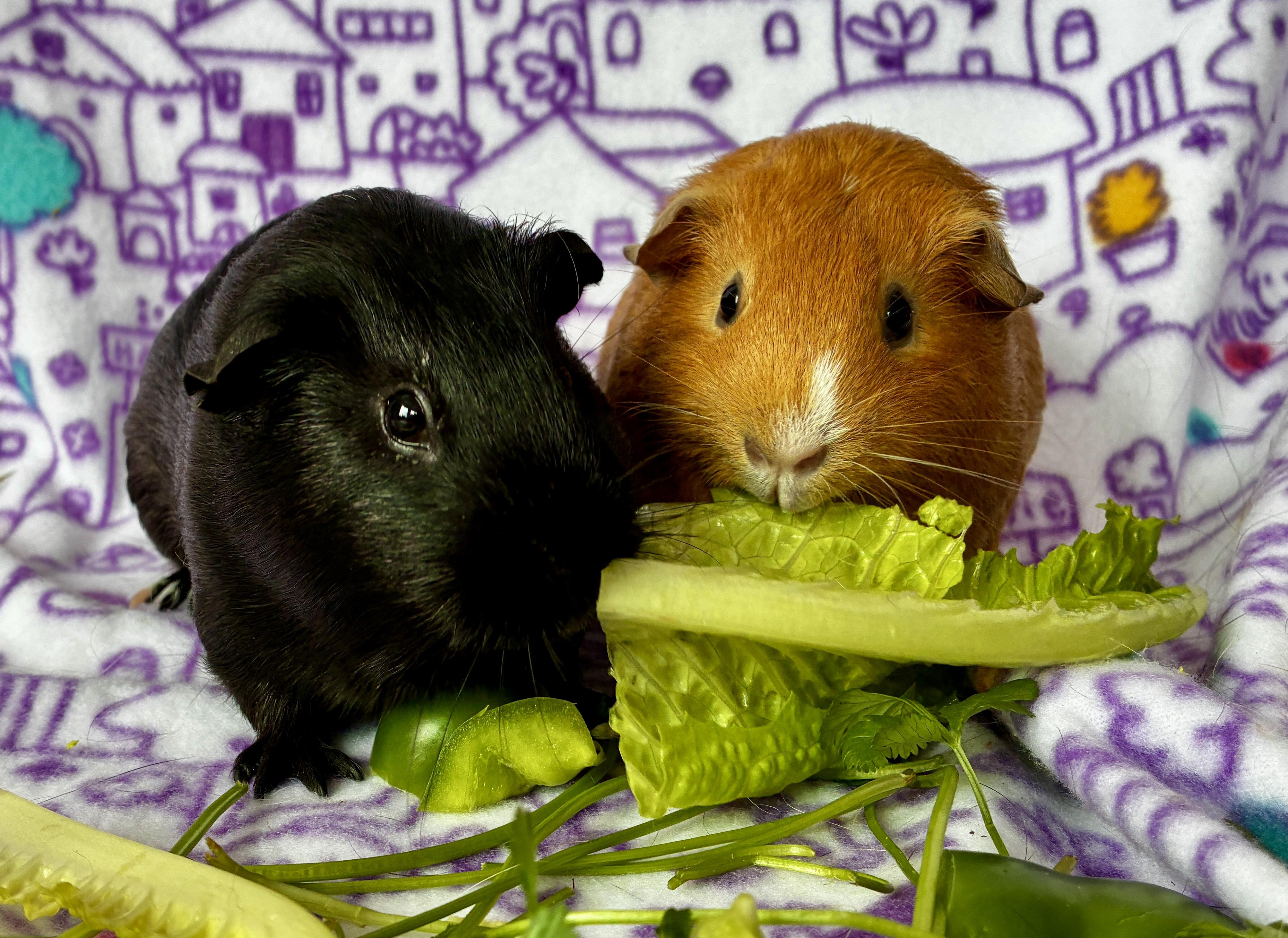 Enlarge Mama Misty and Drizzle, an adopted Guinea Pig in Irvine, CA image 3/5