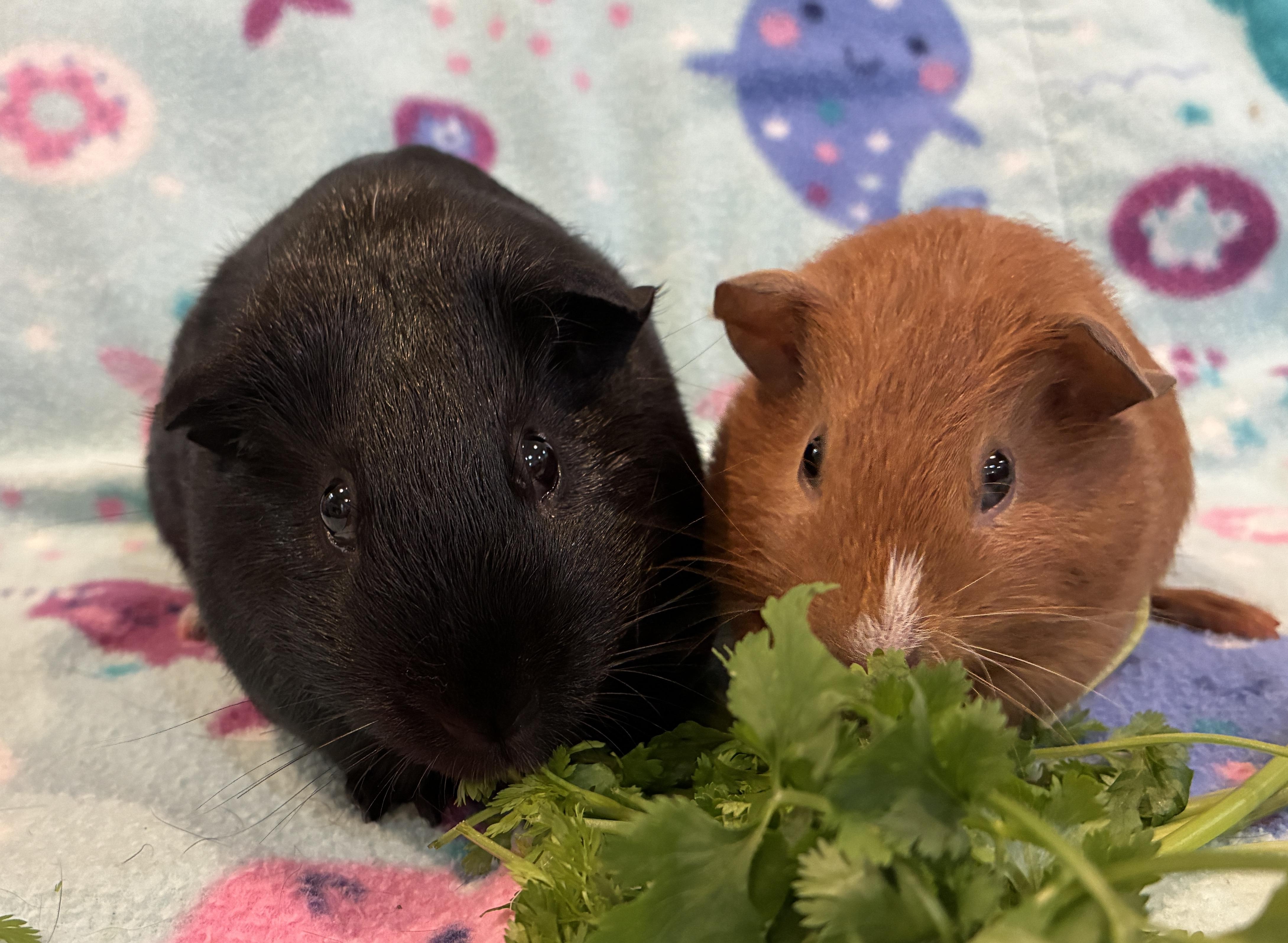Mama Misty and Baby Drizzle, Adoptable, Young Female Guinea Pig.