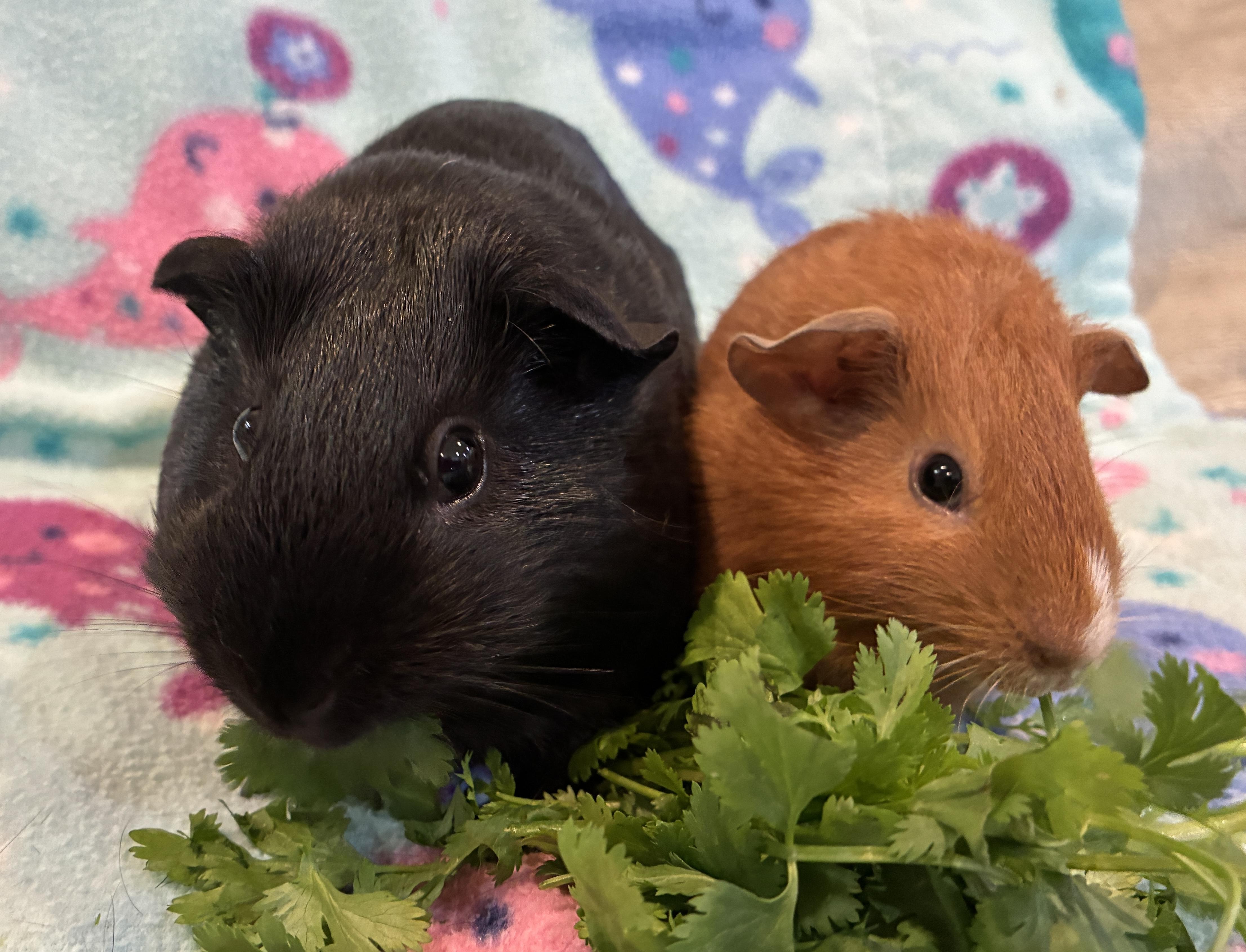 Enlarge Mama Misty and Drizzle, an adopted Guinea Pig in Irvine, CA image 5/5