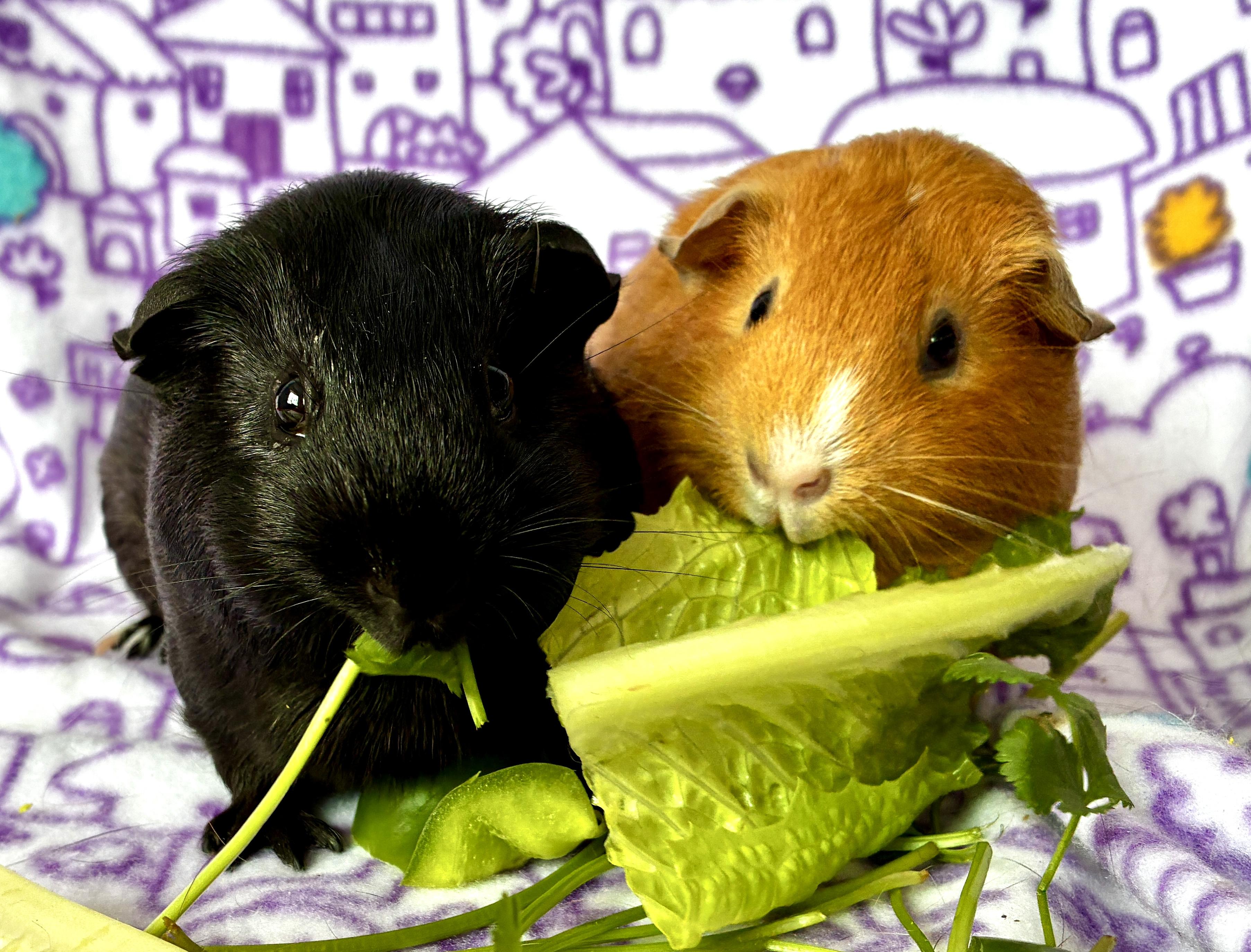 Enlarge Mama Misty and Drizzle, an adopted Guinea Pig in Irvine, CA image 1/5