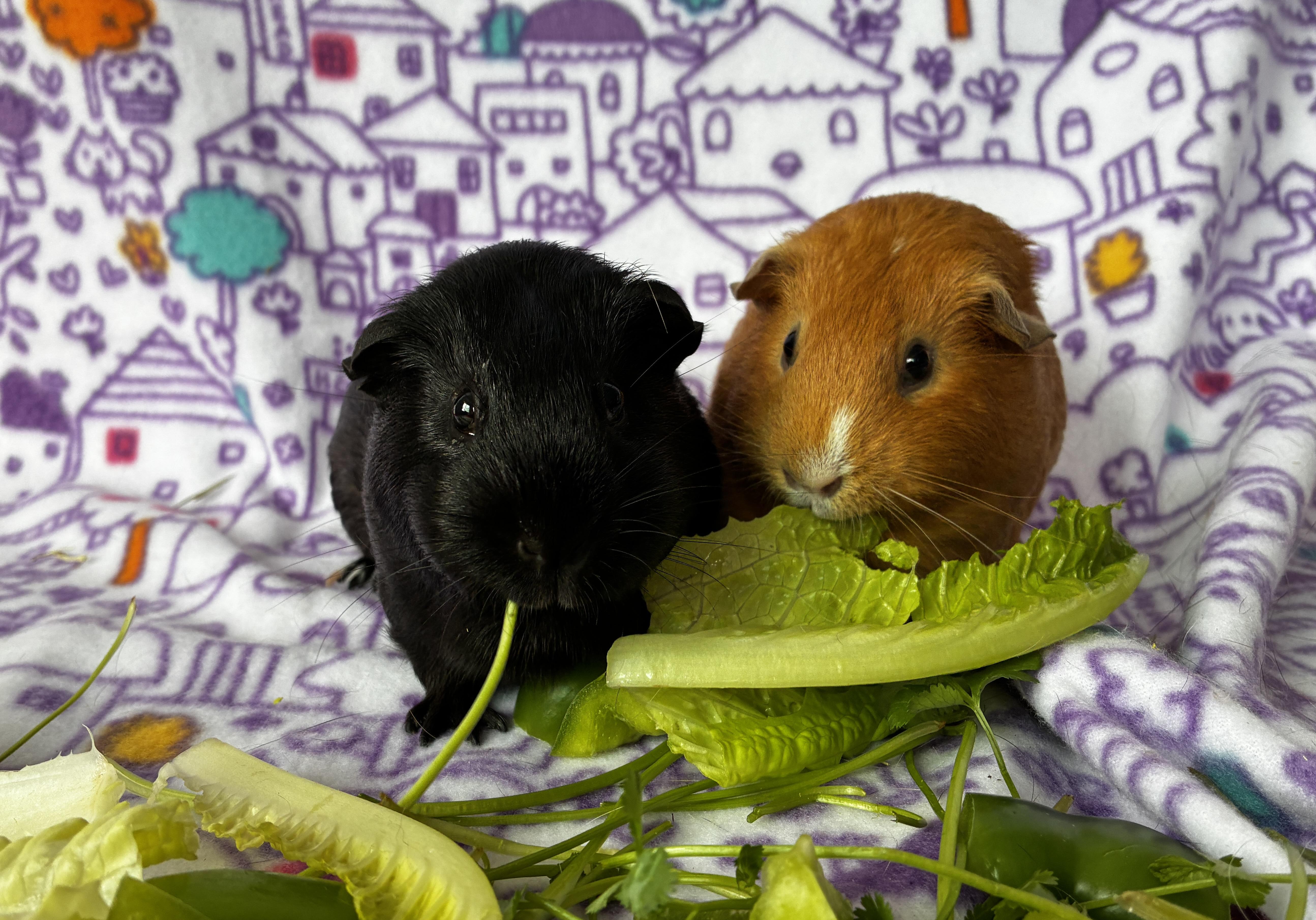 Enlarge Mama Misty and Drizzle, an adopted Guinea Pig in Irvine, CA image 2/5