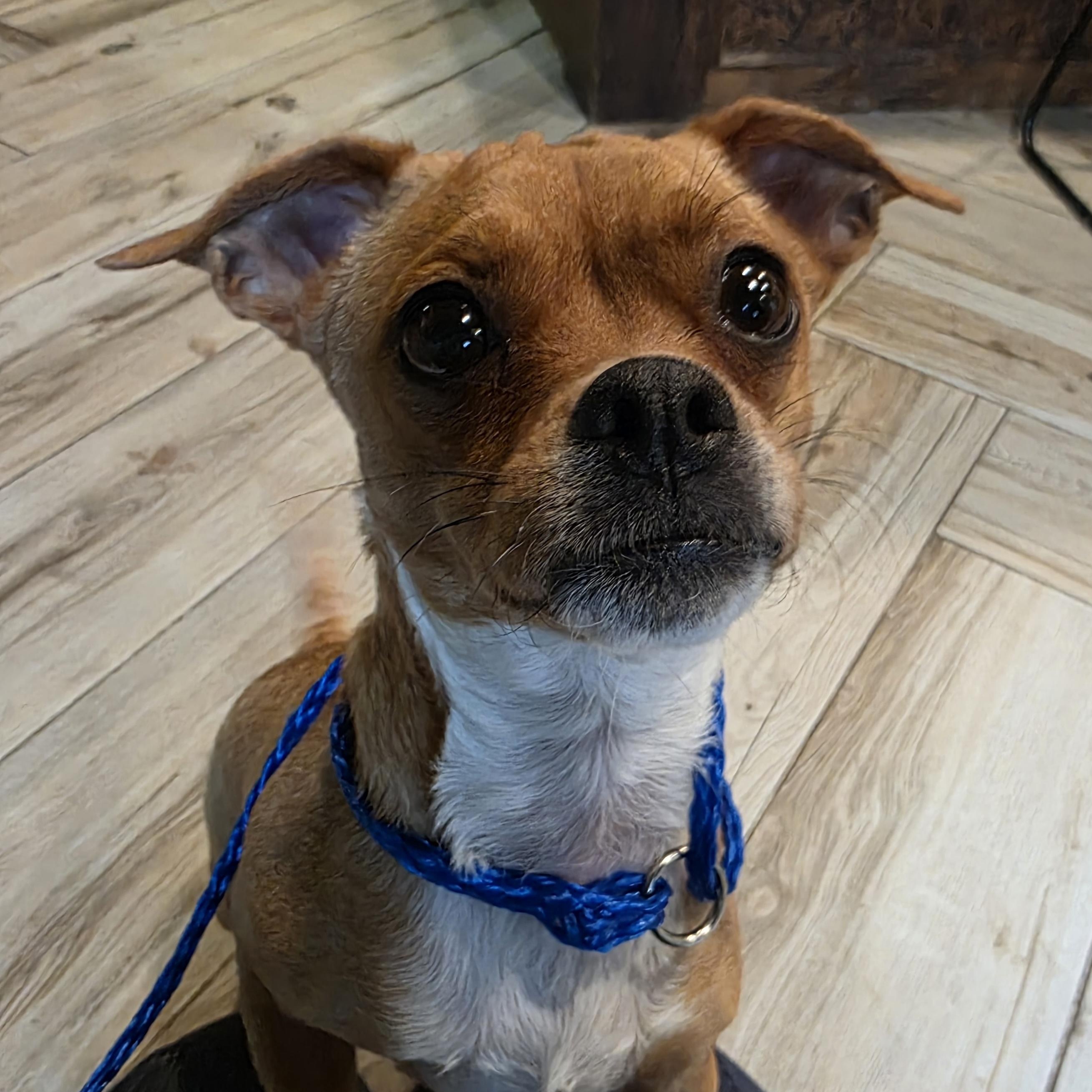 Enlarge Priscilla , a ADOPTABLE mixed breed in Wayne, NJ image 4/6