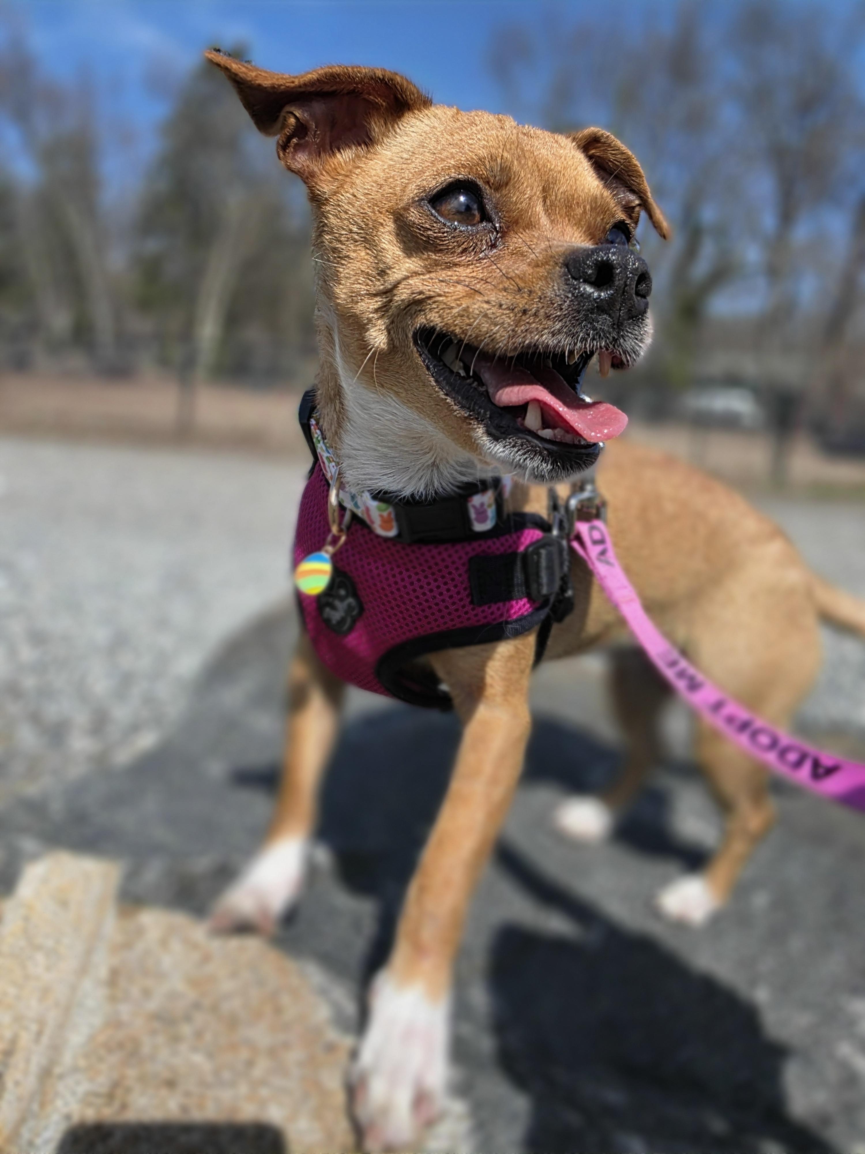 Enlarge Priscilla , a ADOPTABLE mixed breed in Wayne, NJ image 4/6