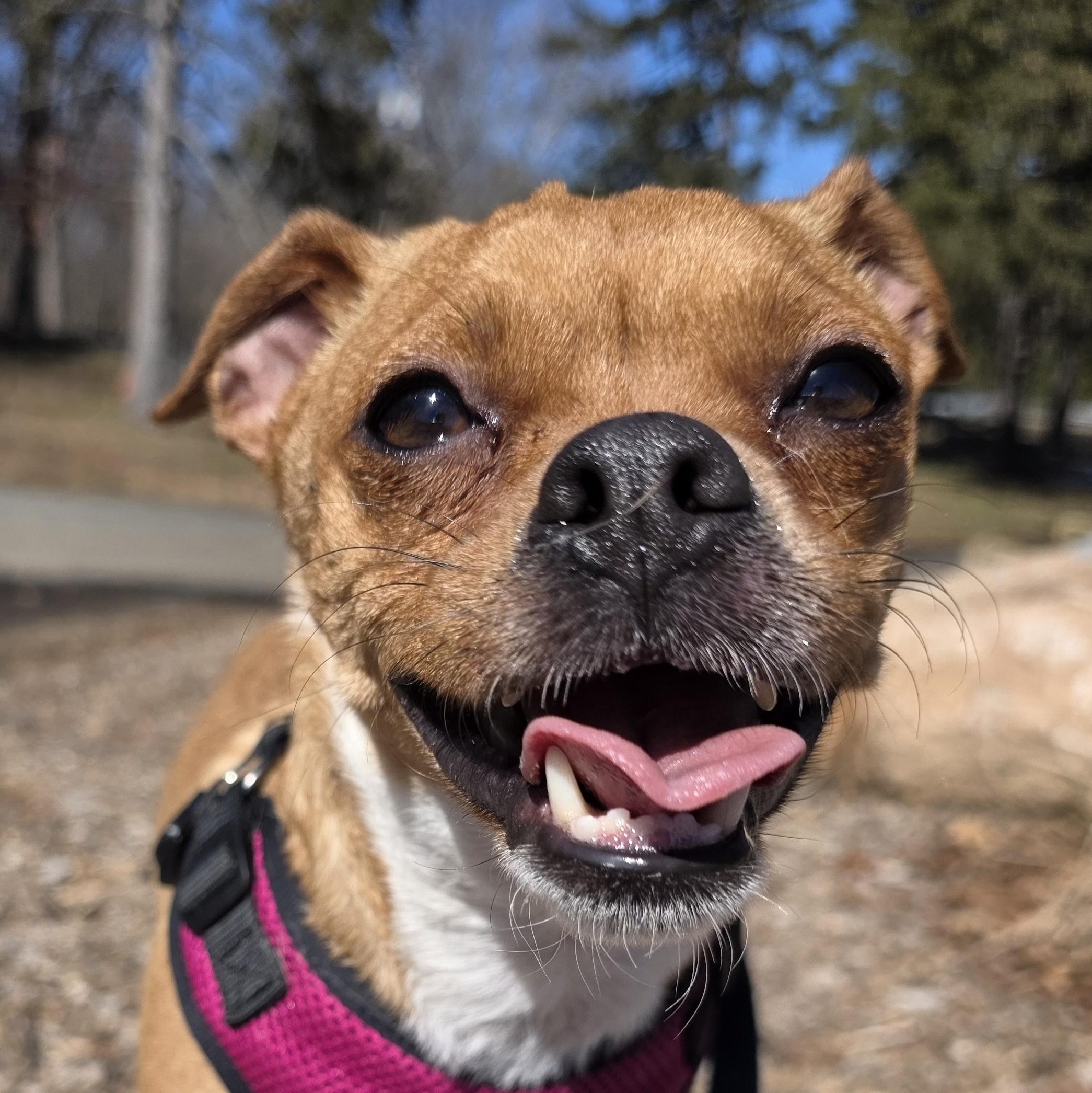 Priscilla , ADOPTABLE, Young Female Chihuahua.