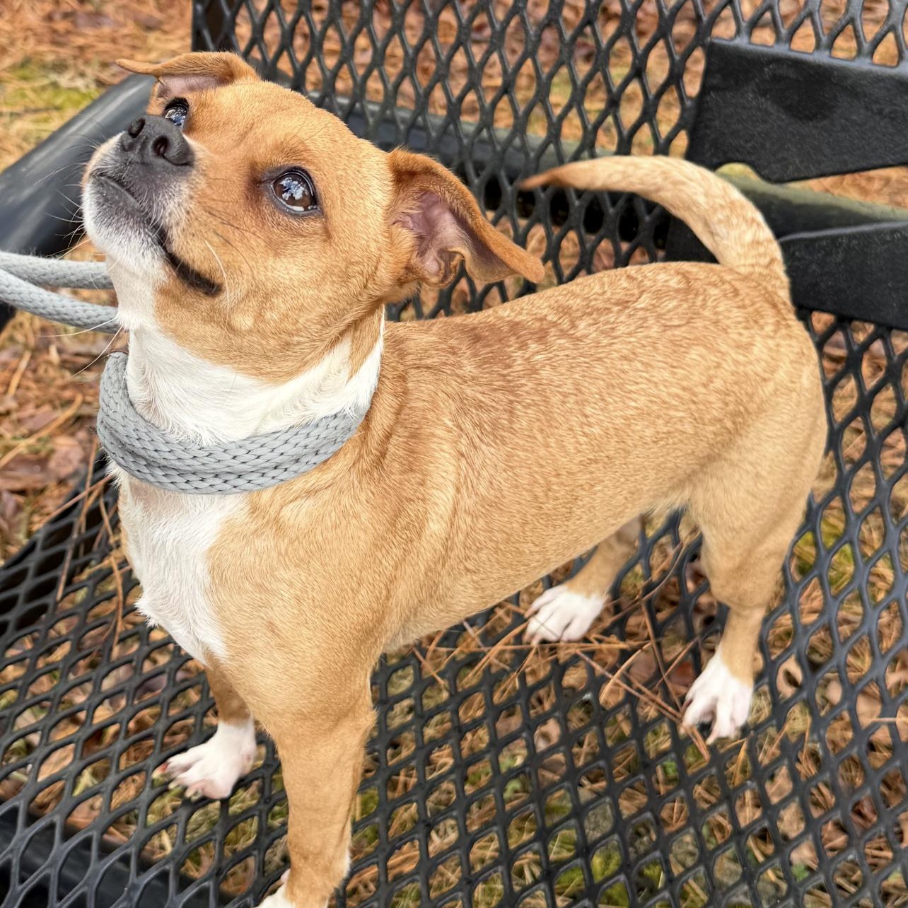 Enlarge Priscilla , a ADOPTABLE mixed breed in Wayne, NJ image 5/6