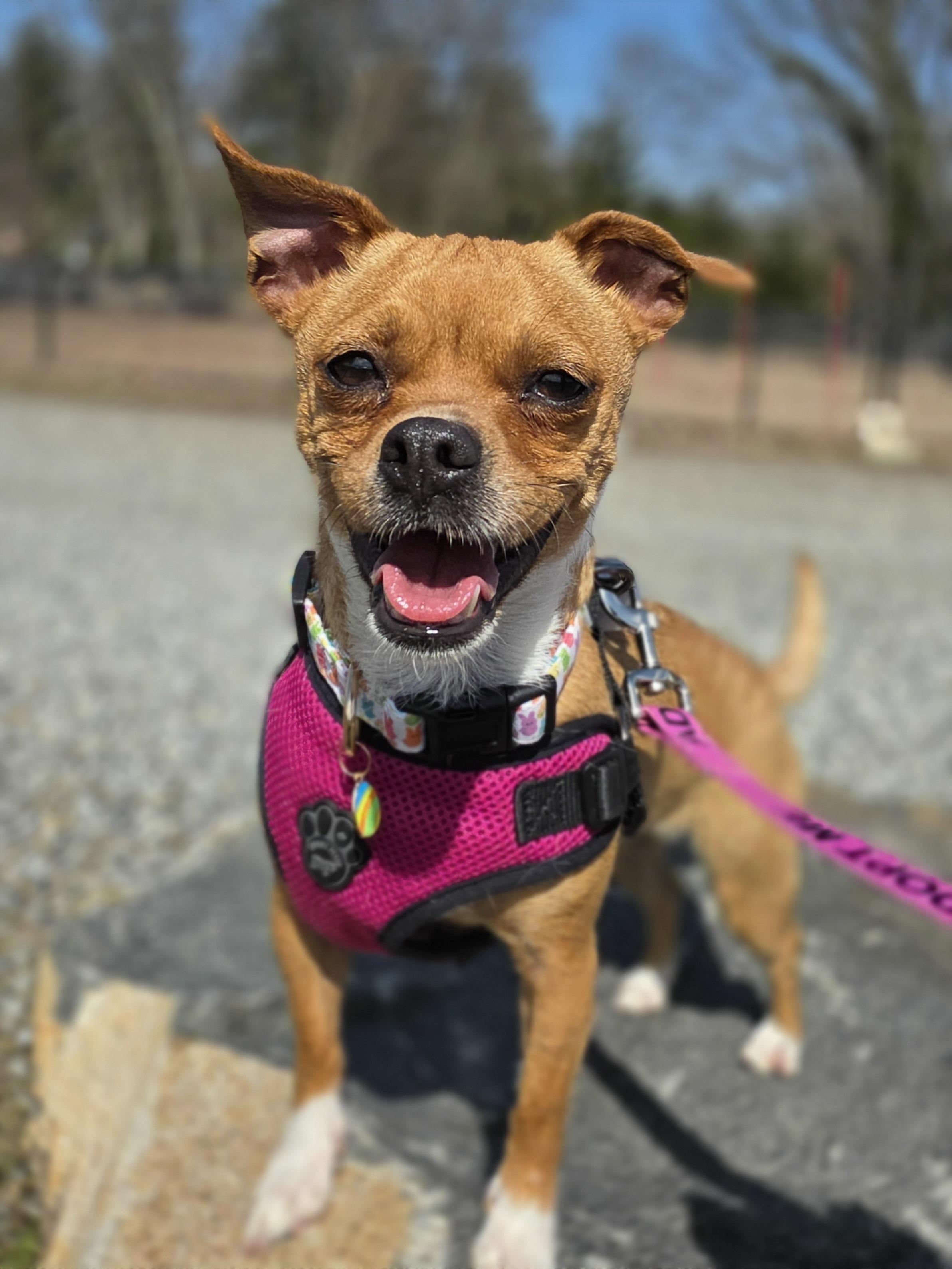 Priscilla , ADOPTABLE, Young Female Chihuahua.