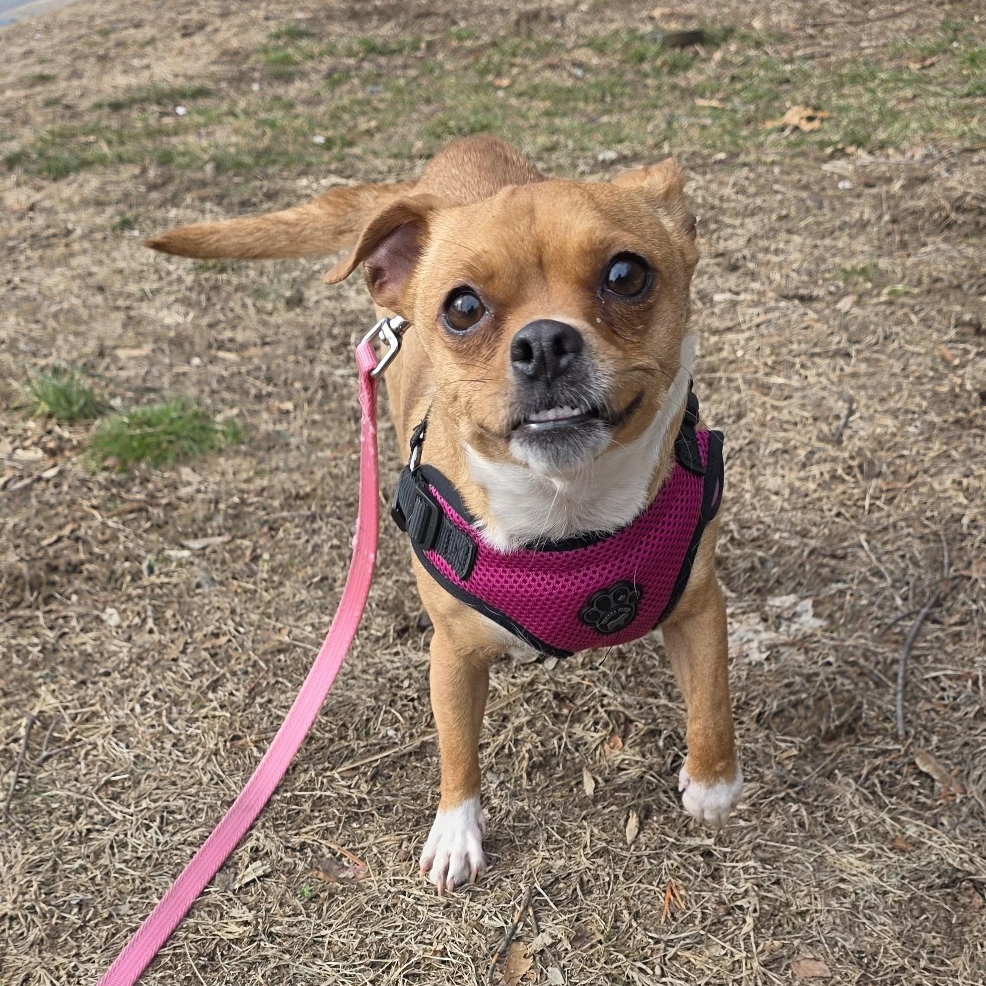 Enlarge Priscilla , a ADOPTABLE mixed breed in Wayne, NJ image 3/6