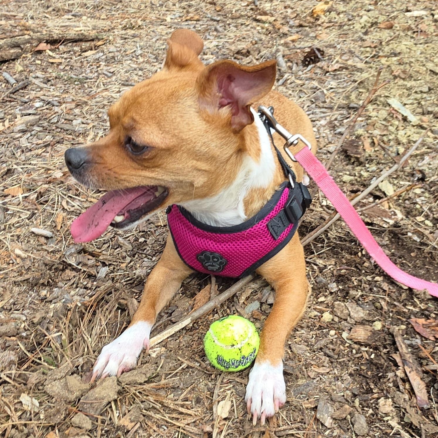 Enlarge Priscilla , a ADOPTABLE mixed breed in Wayne, NJ image 2/6