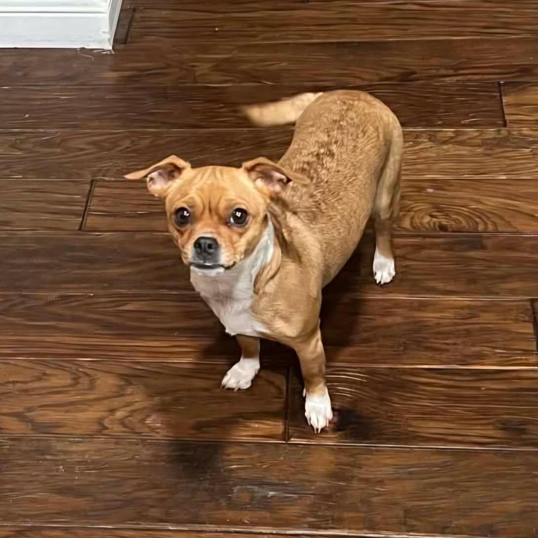 Priscilla thumbnail 4