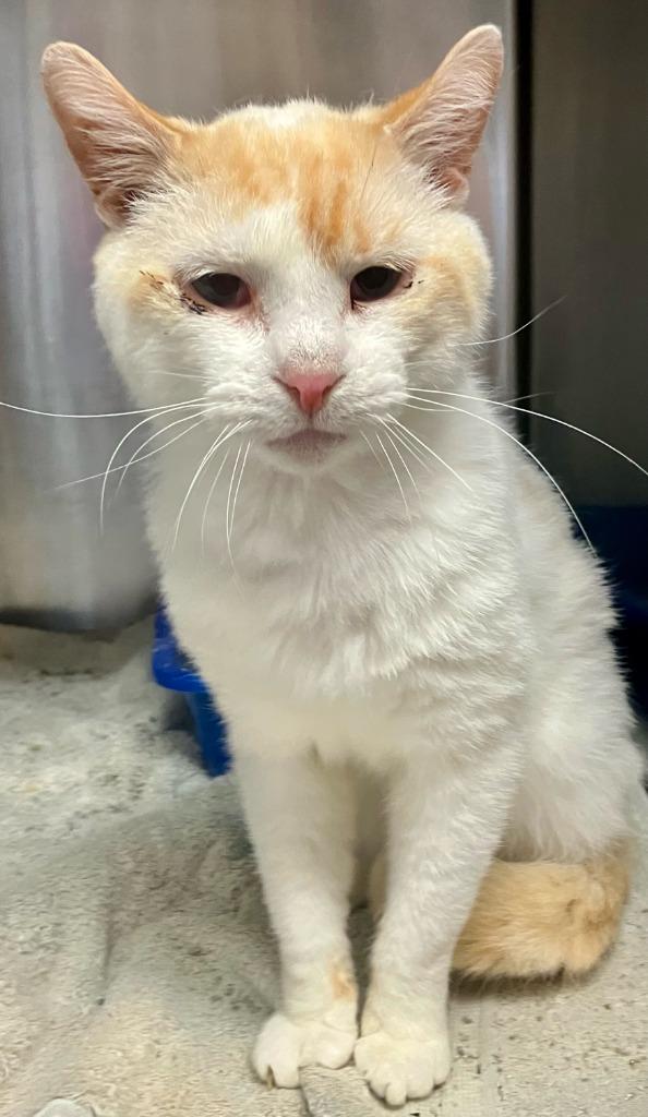 Enlarge Albert, a Adoptable mixed breed in Lima, OH image 1/1