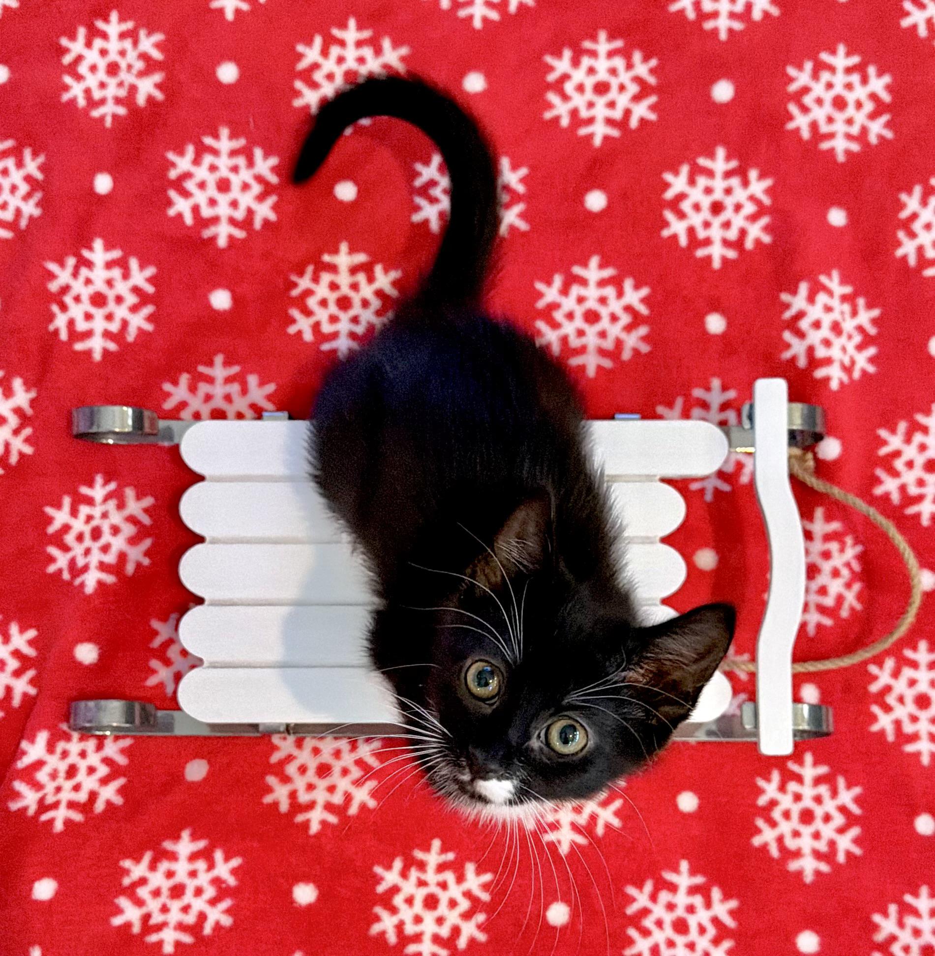 Dasher <--LAP CAT ALERT!, ADOPTABLE, Kitten Male Domestic Short Hair.