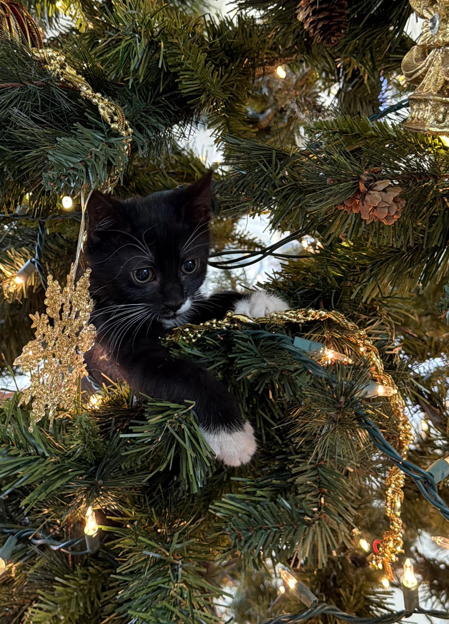 Dasher <--LAP CAT ALERT!, an adopted mixed breed in Lake Monroe, FL image 2/5