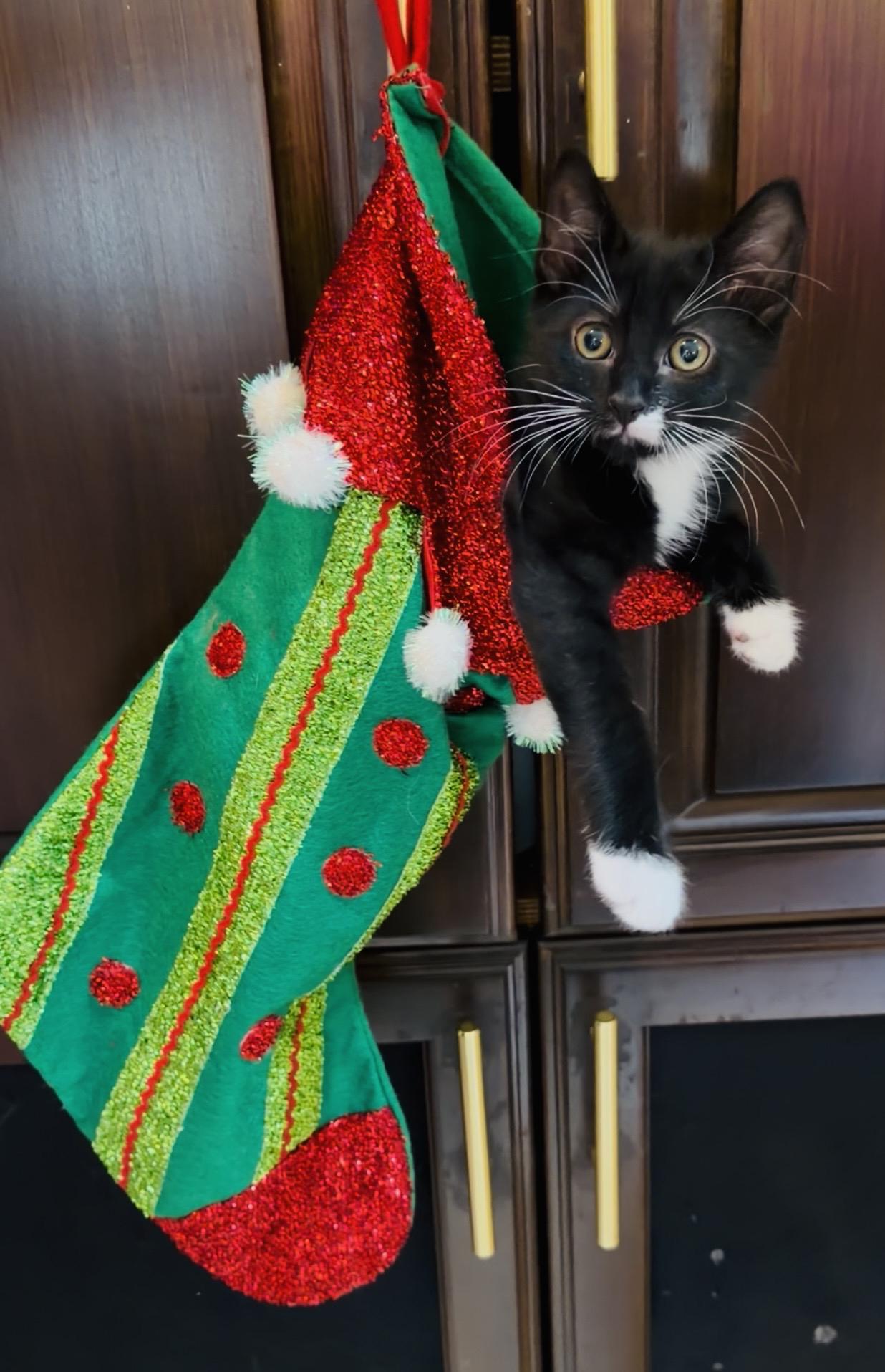 Dasher <--LAP CAT ALERT!, an adopted mixed breed in Lake Monroe, FL image 3/5