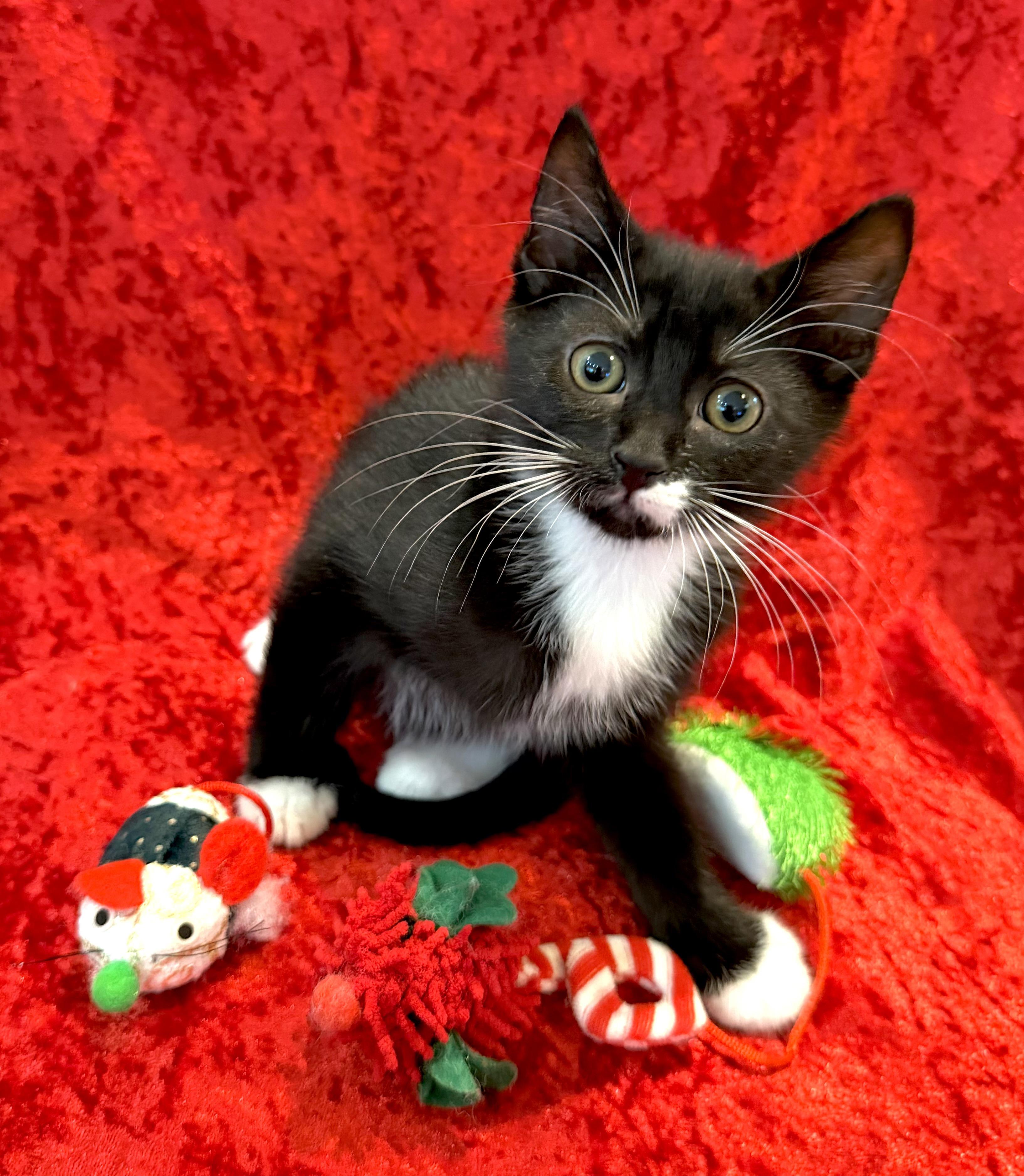 Dasher <--LAP CAT ALERT!, an adopted mixed breed in Lake Monroe, FL image 4/5