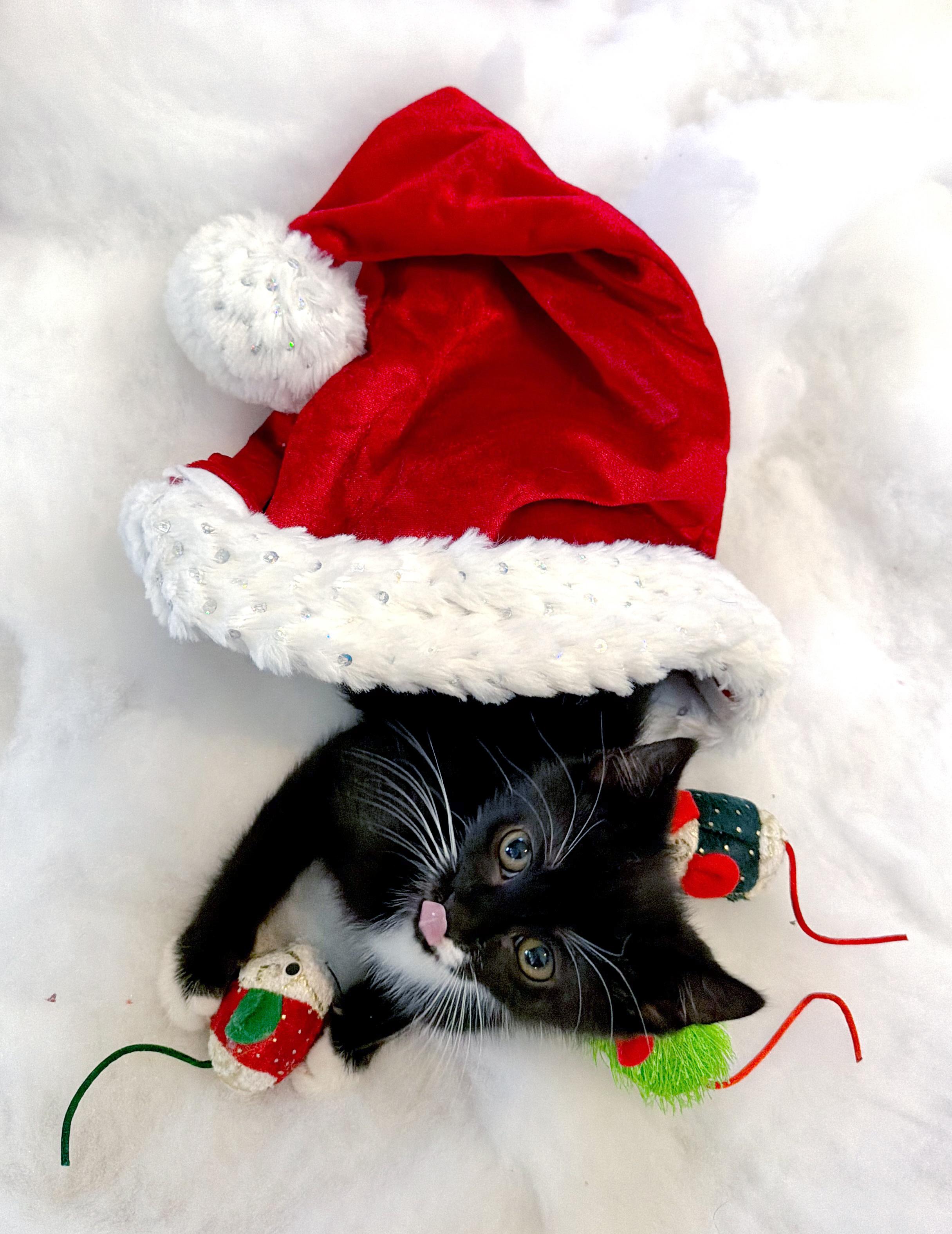 Dasher <--LAP CAT ALERT!, an adopted mixed breed in Lake Monroe, FL image 5/5