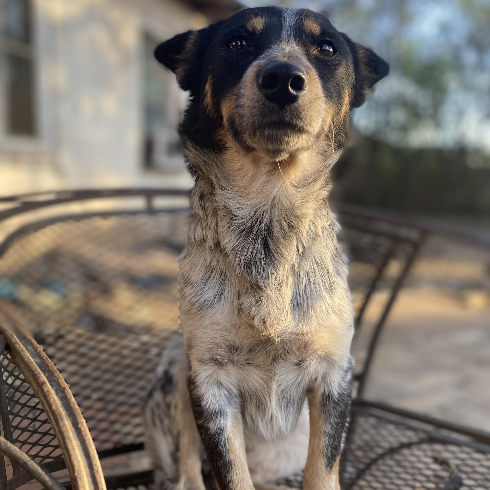 Sidekick PC, an adopted Australian Cattle Dog / Blue Heeler in Pittsburgh, PA image 1/6