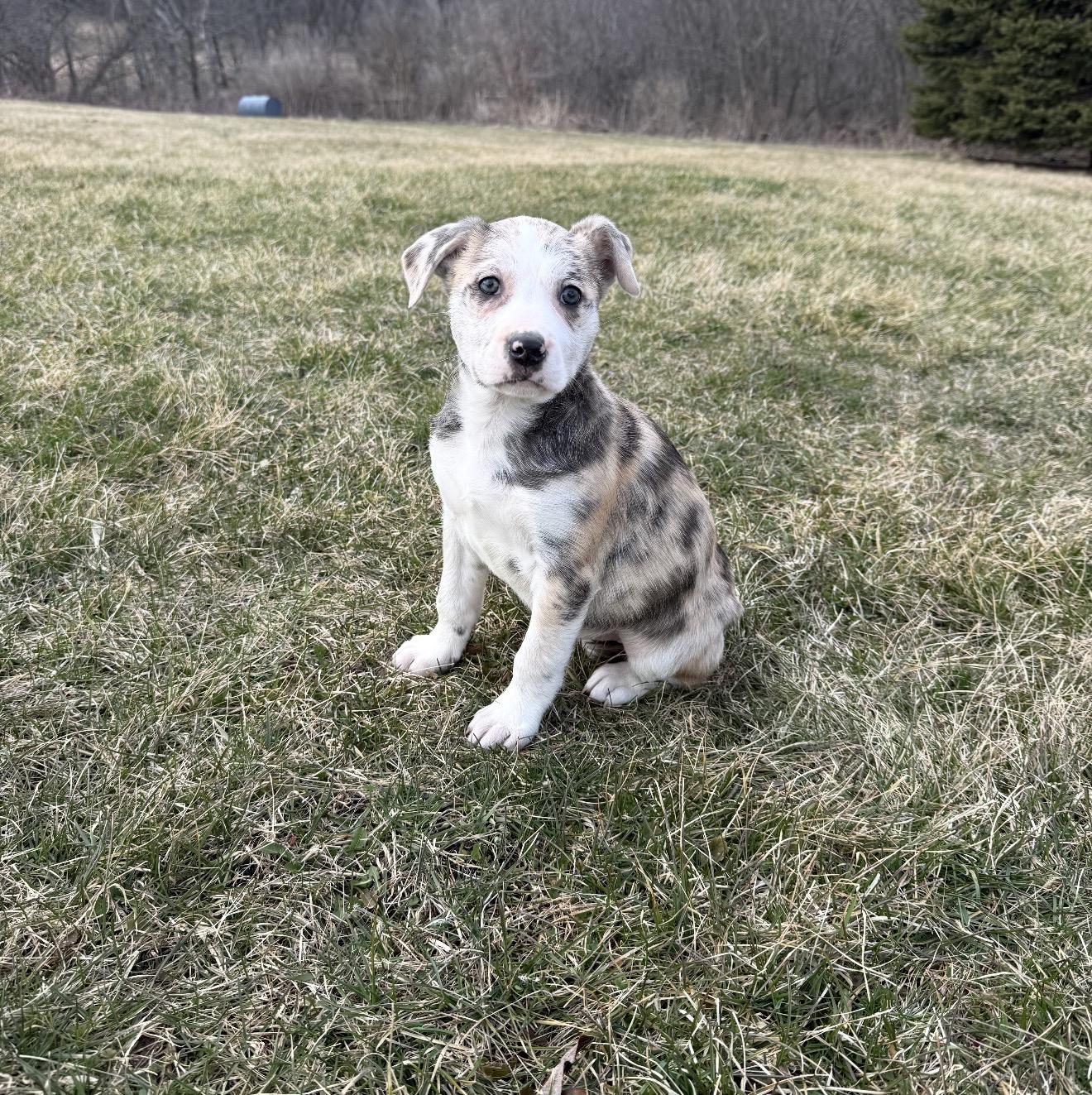 Enlarge Summer, a ADOPTABLE mixed breed in Hales corners, WI image 1/3