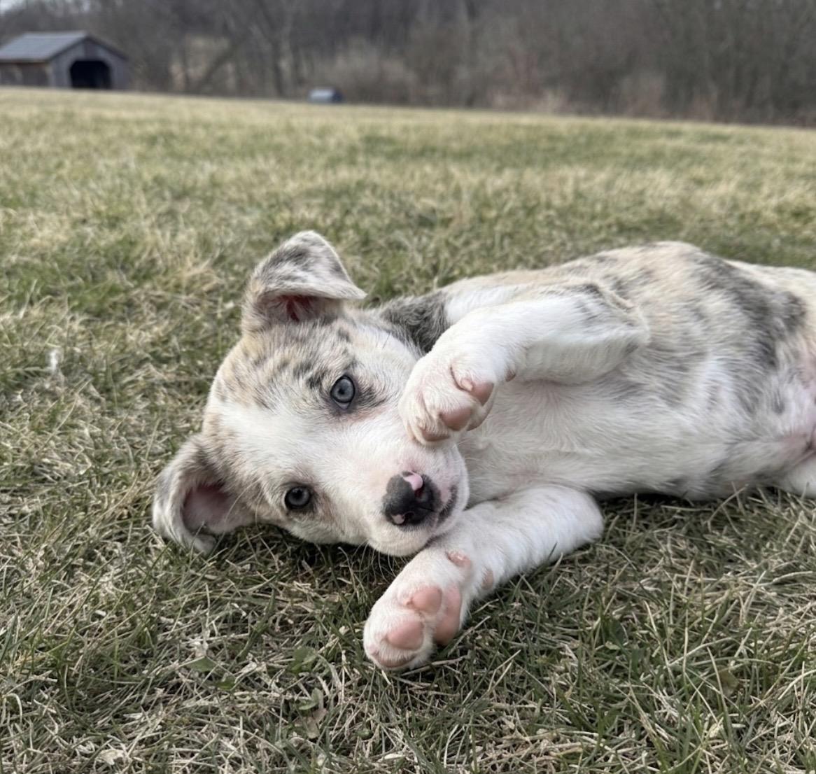 Enlarge Summer, a ADOPTABLE mixed breed in Hales corners, WI image 3/3