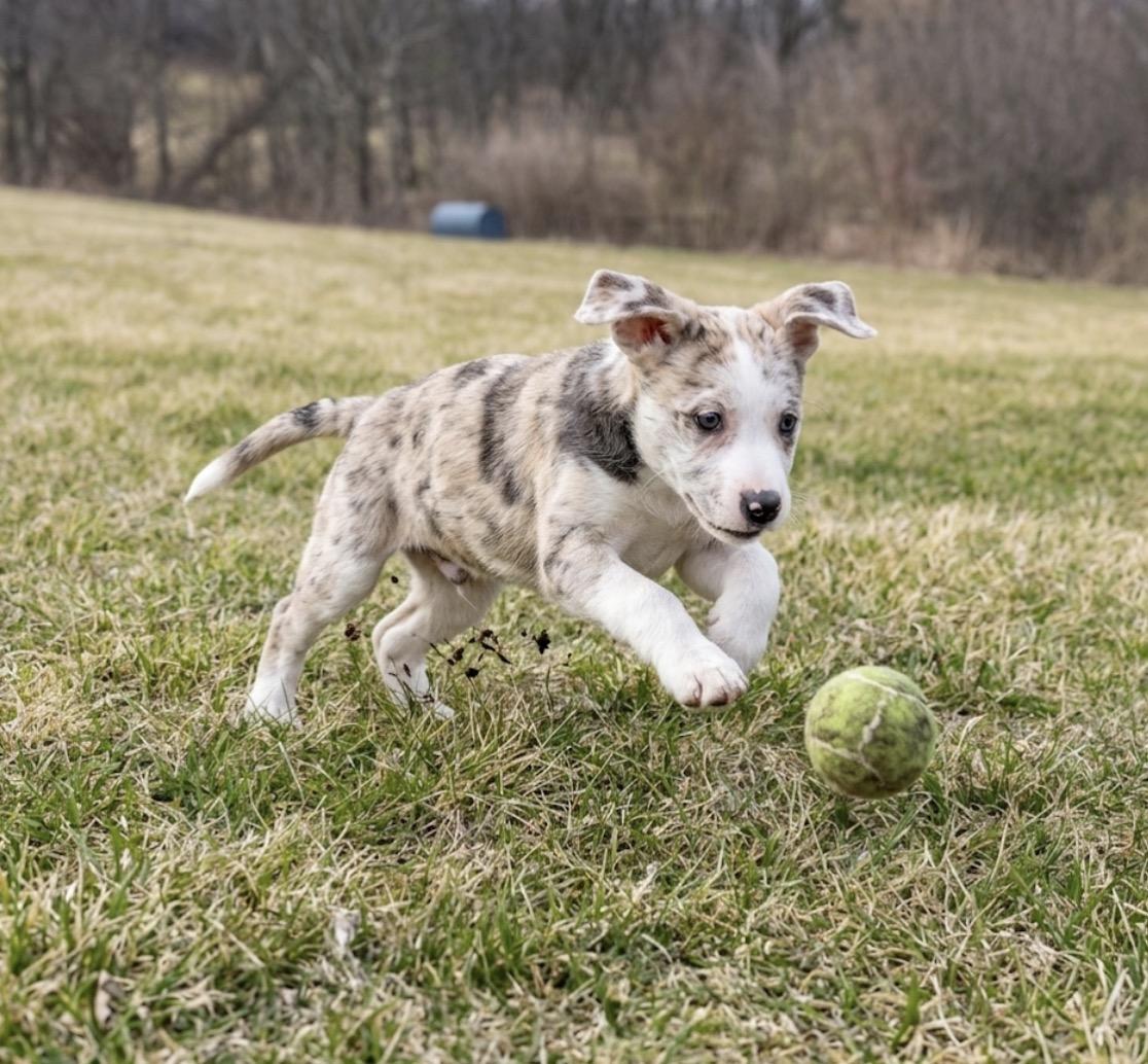 Enlarge Summer, a ADOPTABLE mixed breed in Hales corners, WI image 2/3