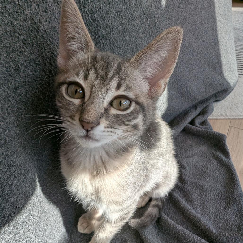 Chelsea — thumbnail 2