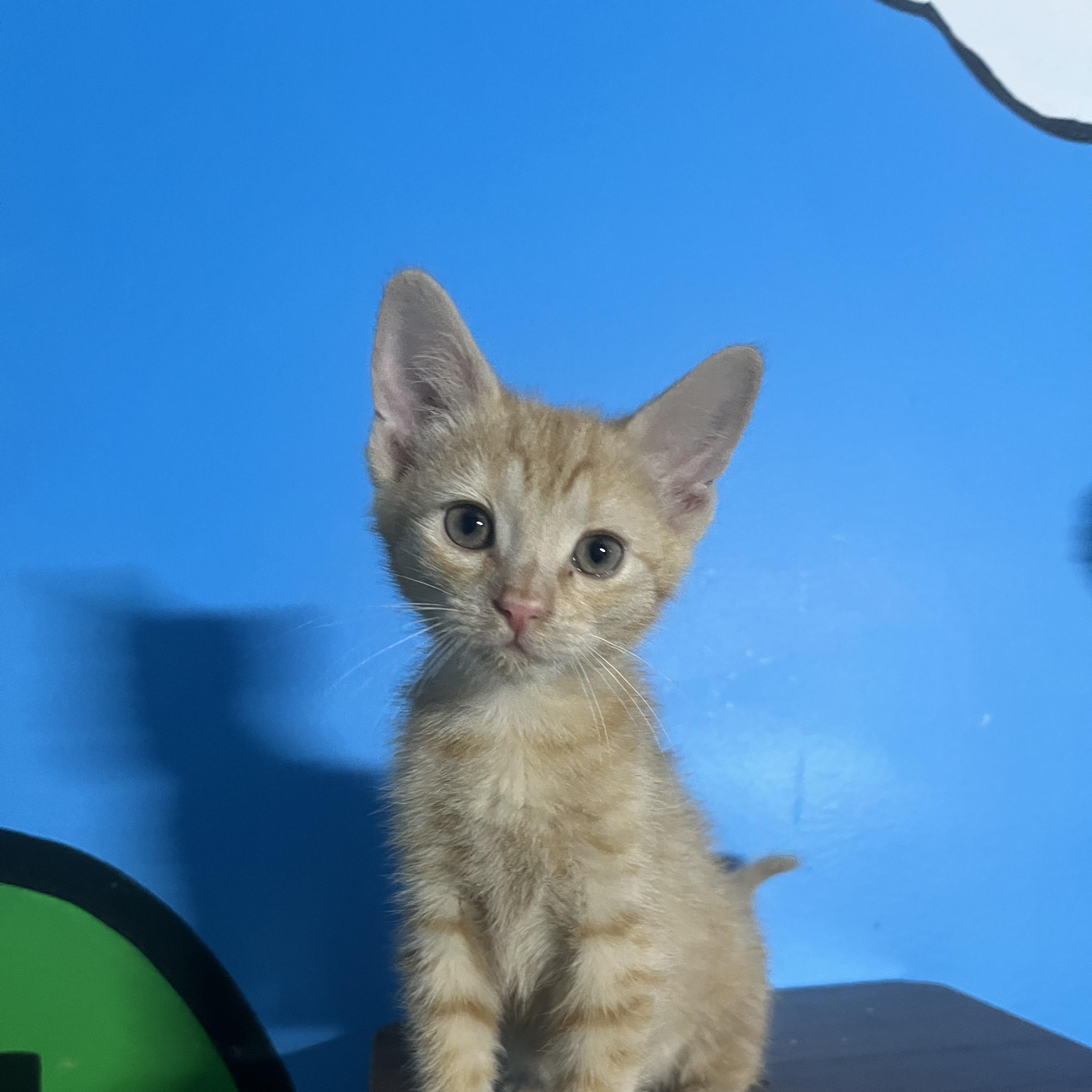 Coriander, Adoptable, Kitten Male Domestic Short Hair.