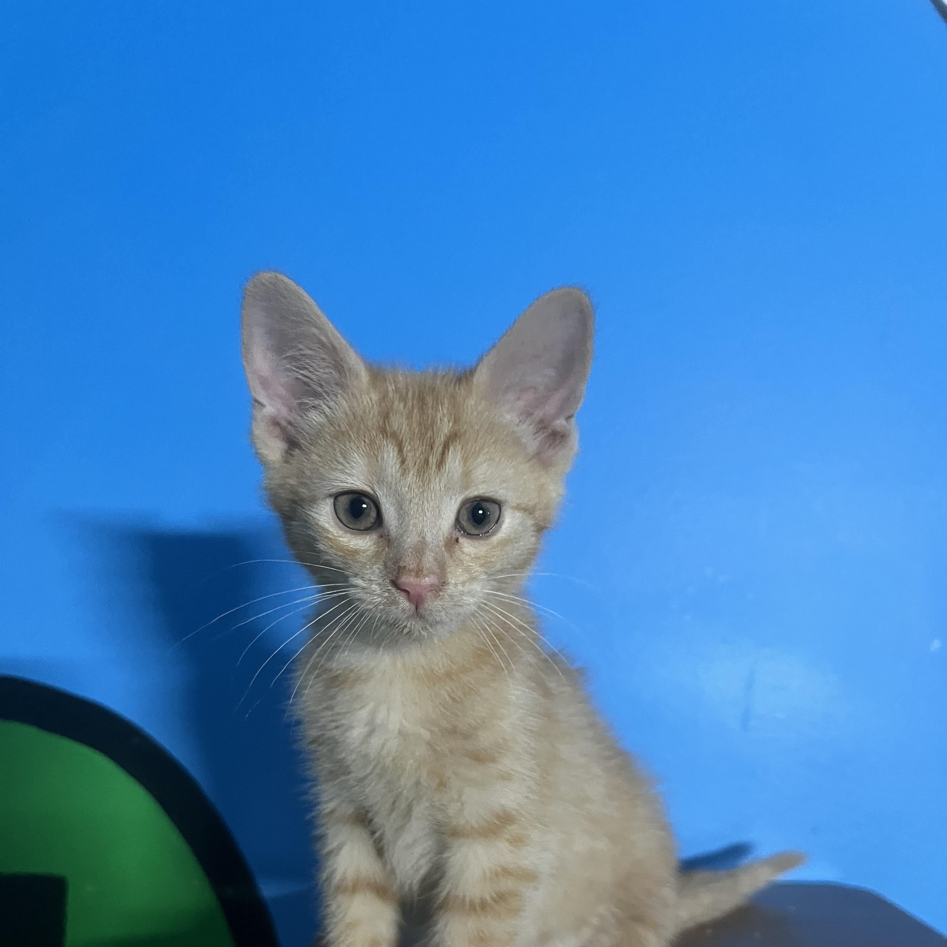 Enlarge Coriander, a Adoptable Domestic Short Hair in Elkton, MD image 3/3