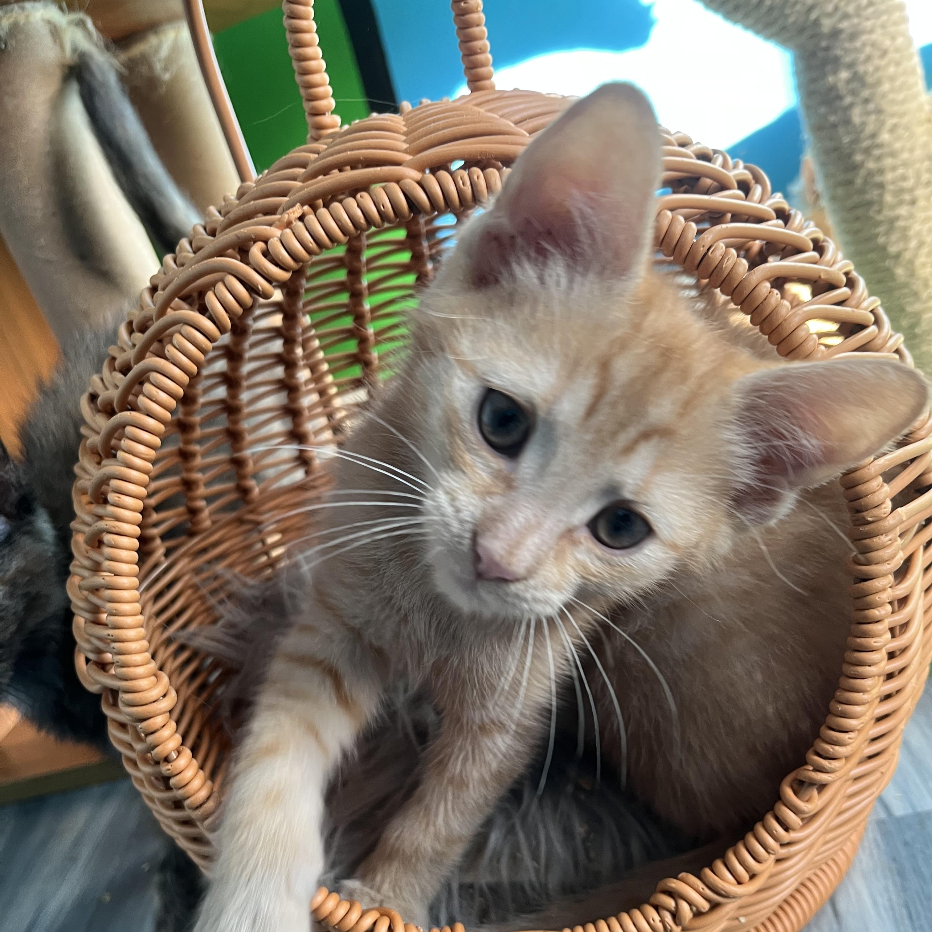 Enlarge Coriander, a Adoptable Domestic Short Hair in Elkton, MD image 2/3
