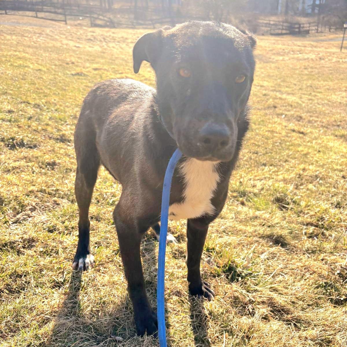 INKY "In NY: Foster or Forever Home Needed!", a Adoptable Labrador Retriever in New York, NY image 3/6