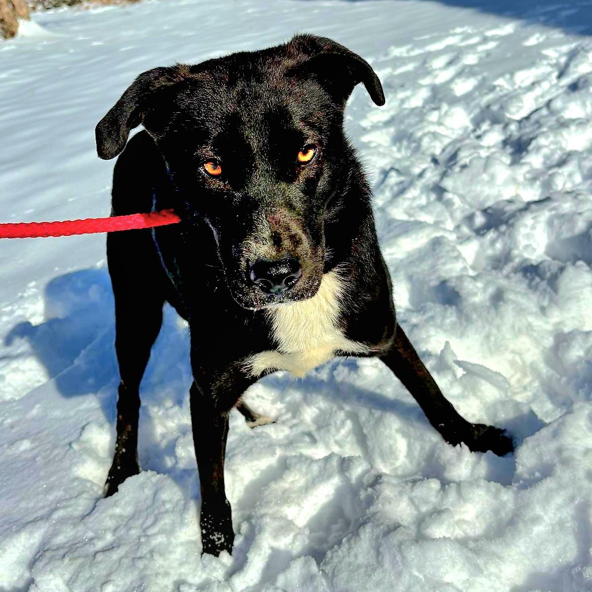 INKY "In NY: Foster or Forever Home Needed!", a Adoptable Labrador Retriever in New York, NY image 6/6