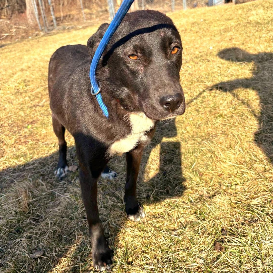 INKY "In NY: Foster or Forever Home Needed!", a Adoptable Labrador Retriever in New York, NY image 2/6