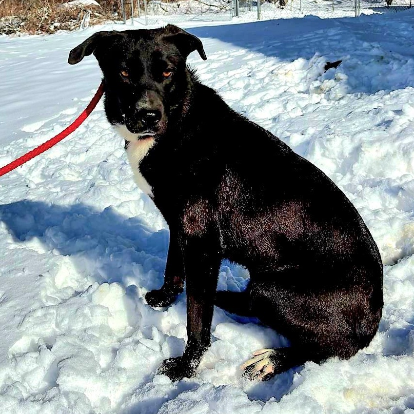 INKY "In NY: Foster or Forever Home Needed!", a Adoptable Labrador Retriever in New York, NY image 5/6