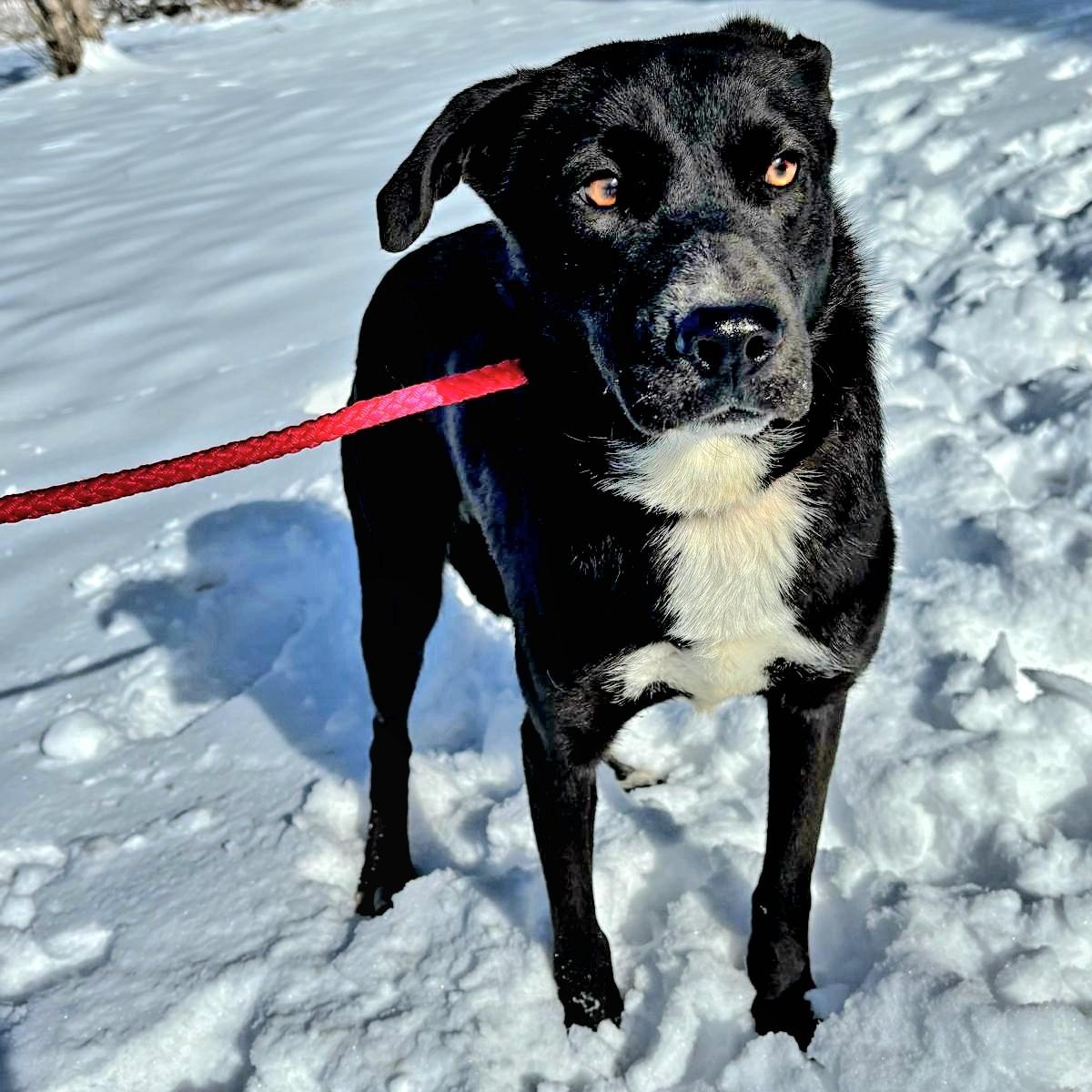 INKY "In NY: Foster or Forever Home Needed!", a Adoptable Labrador Retriever in New York, NY image 4/6