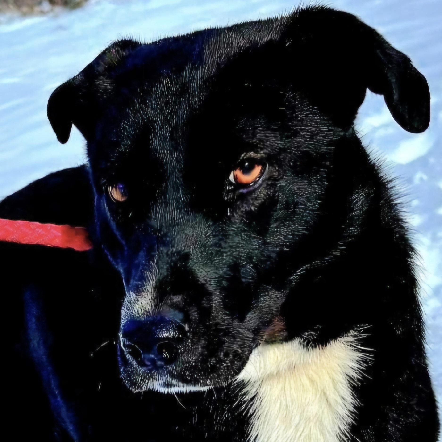 INKY "In NY: Foster or Forever Home Needed!", a Adoptable Labrador Retriever in New York, NY image 1/6