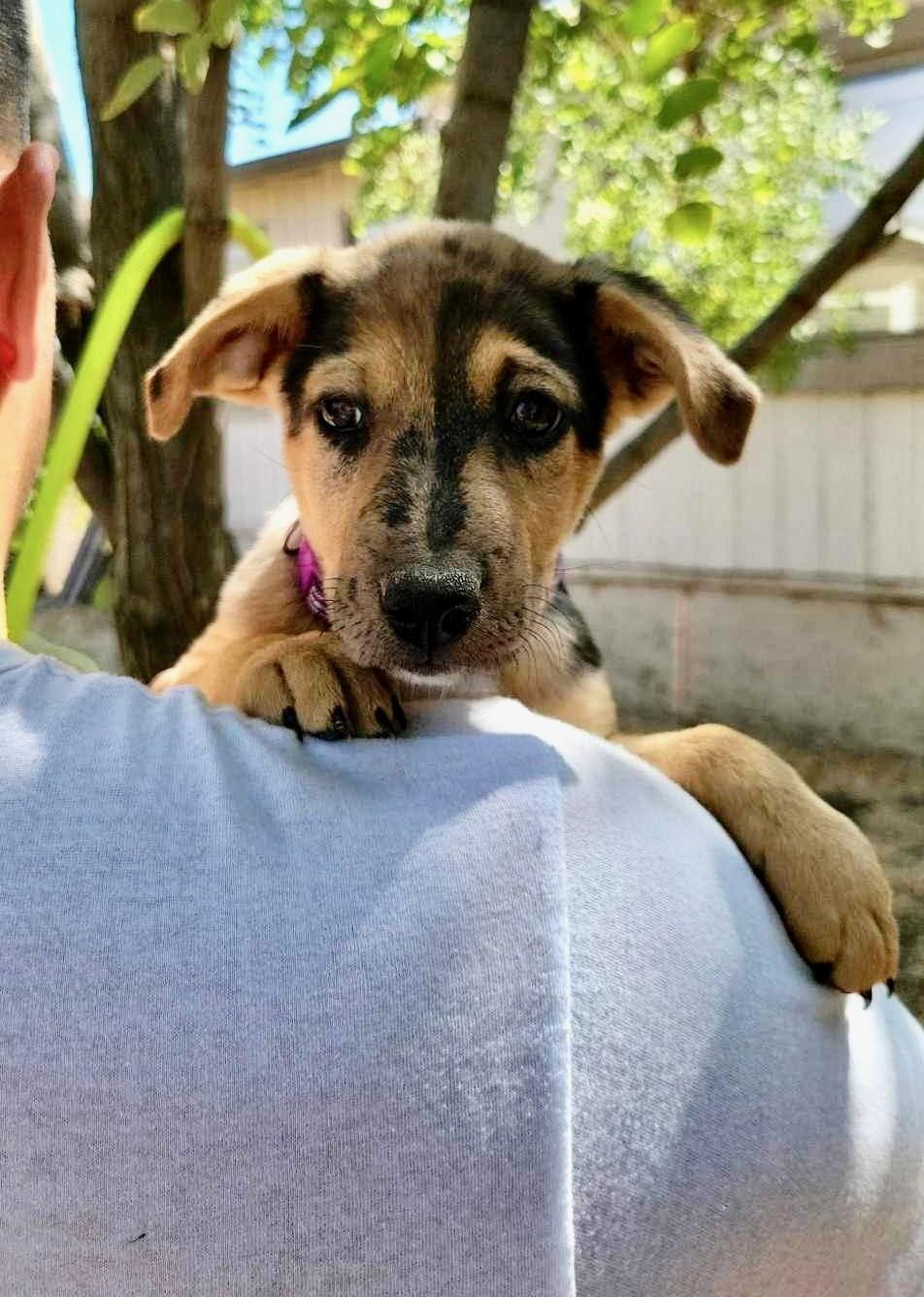 Piper, Adopted, Puppy Female Australian Shepherd.