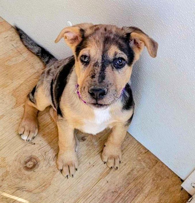 Piper, a Adopted Australian Shepherd in Yreka, CA image 2/2