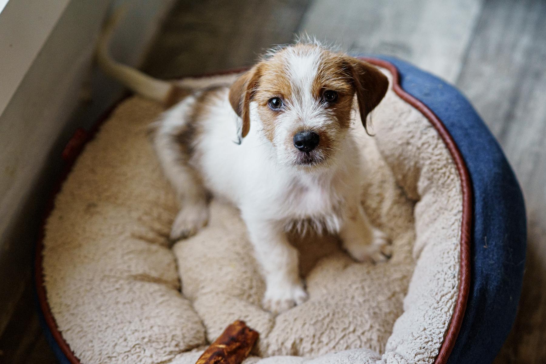Enlarge Alan, a Adopted mixed breed in Marble Falls, TX image 2/6