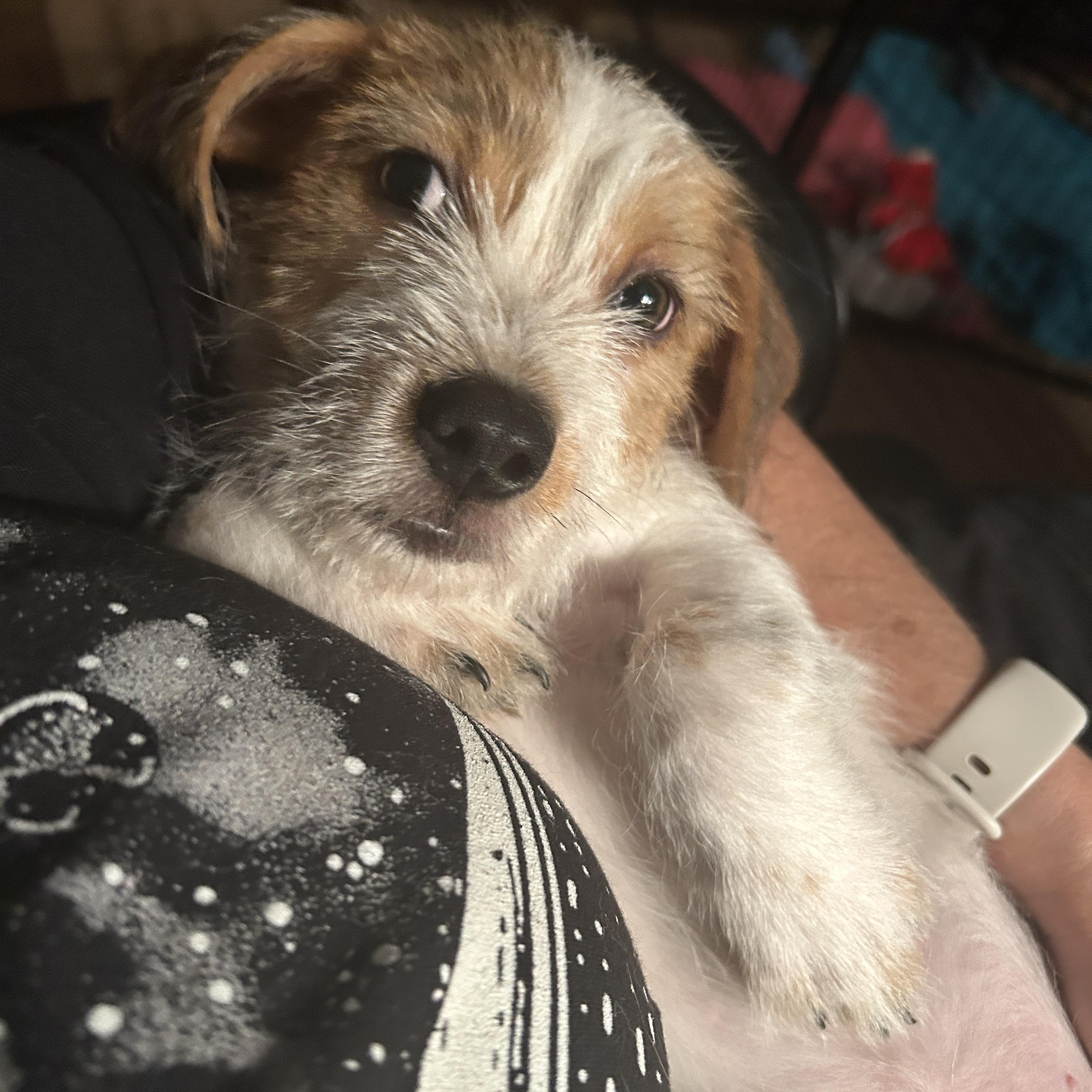 Enlarge Alan, a Adopted mixed breed in Marble Falls, TX image 1/6