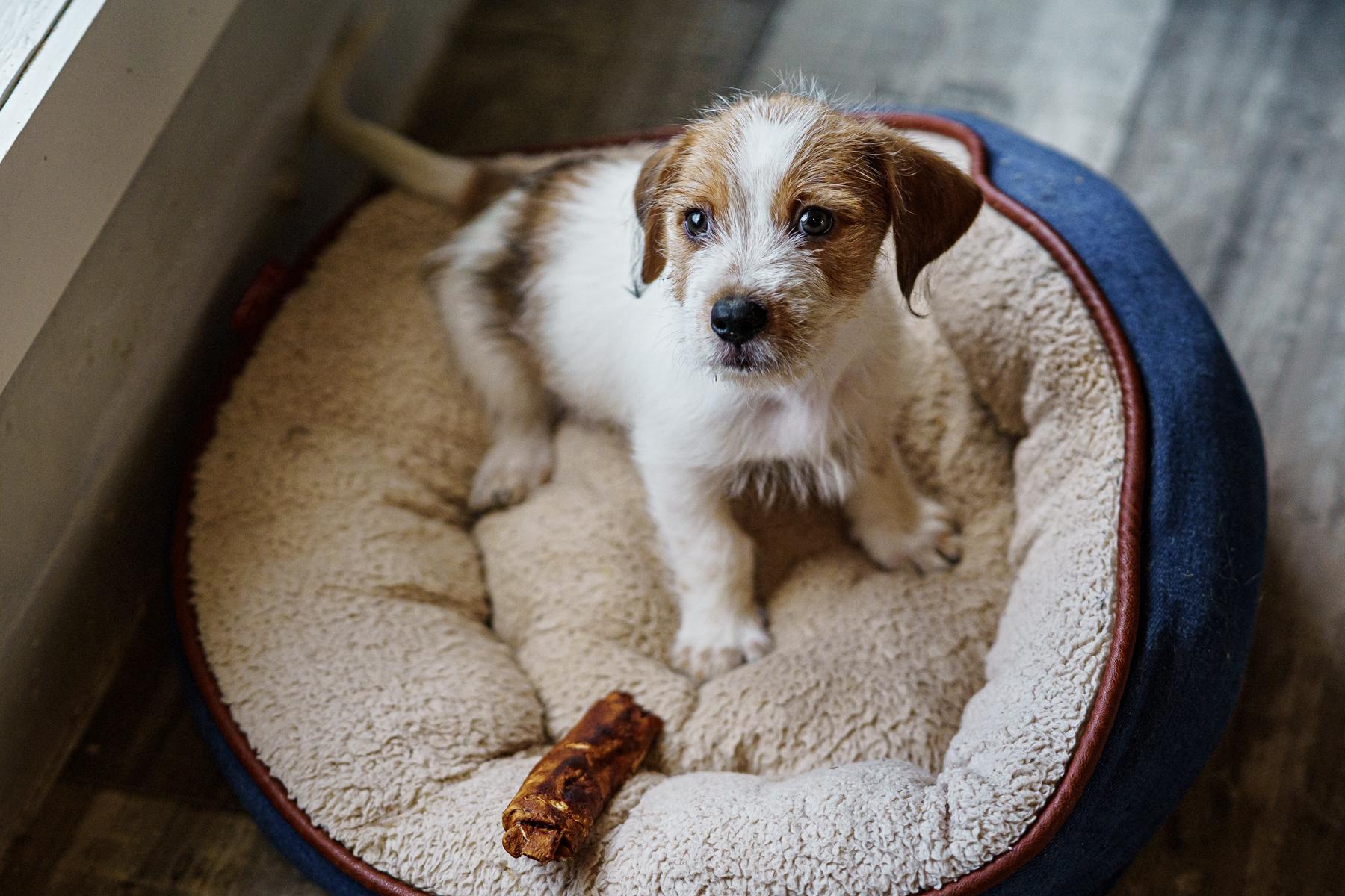 Enlarge Alan, a Adopted mixed breed in Marble Falls, TX image 3/6