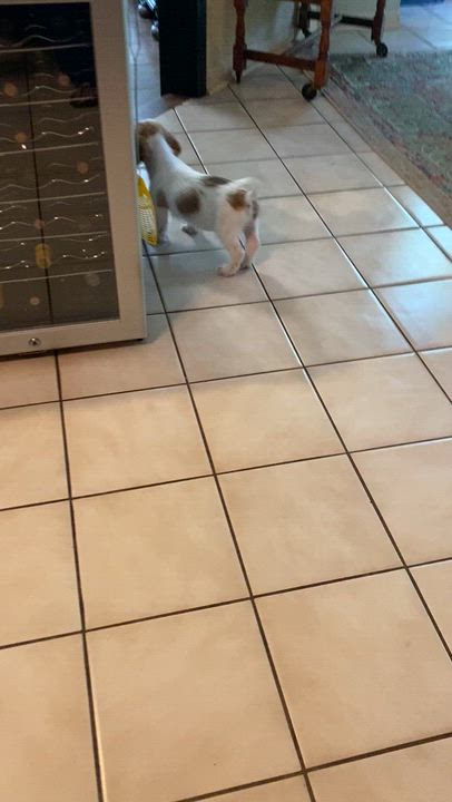 Enlarge Alan, a Adopted mixed breed in Marble Falls, TX video 6/6