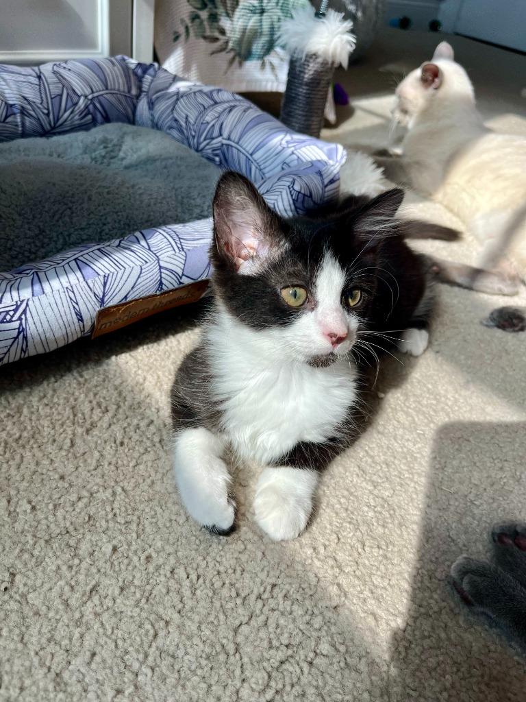 Della26, Adoptable, Kitten Female Domestic Medium Hair.